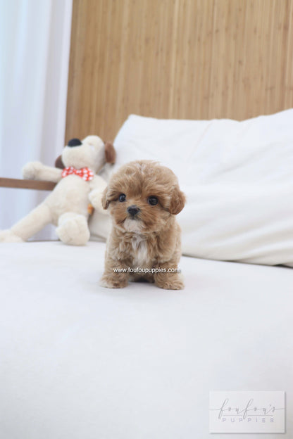 Amalfi - Maltipoo F.