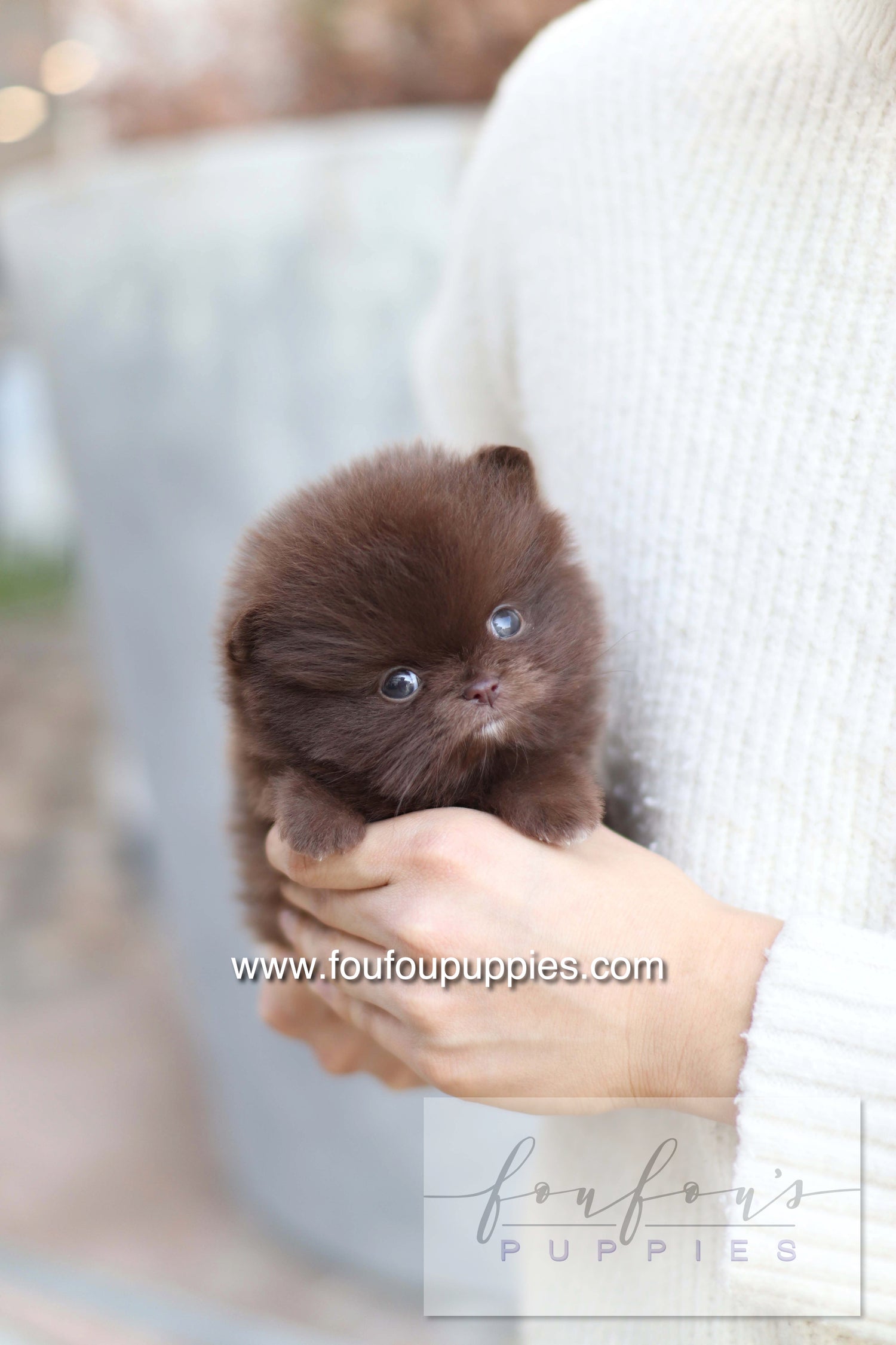 Godiva - Pomeranian F.