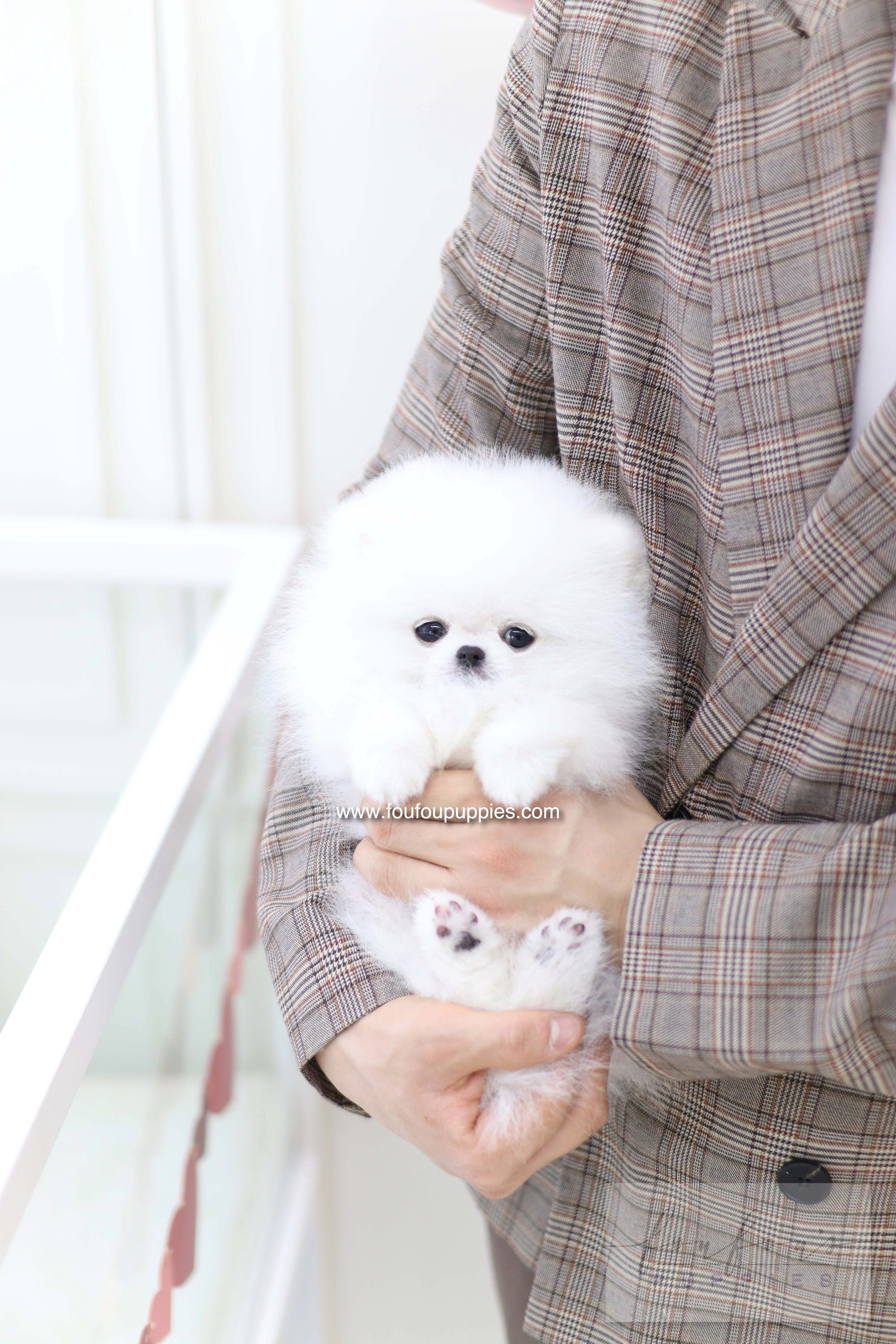 Nieve - Pomeranian F.