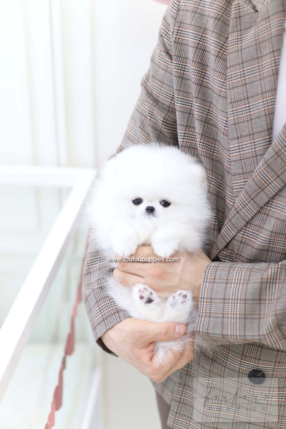 Nieve - Pomeranian F.