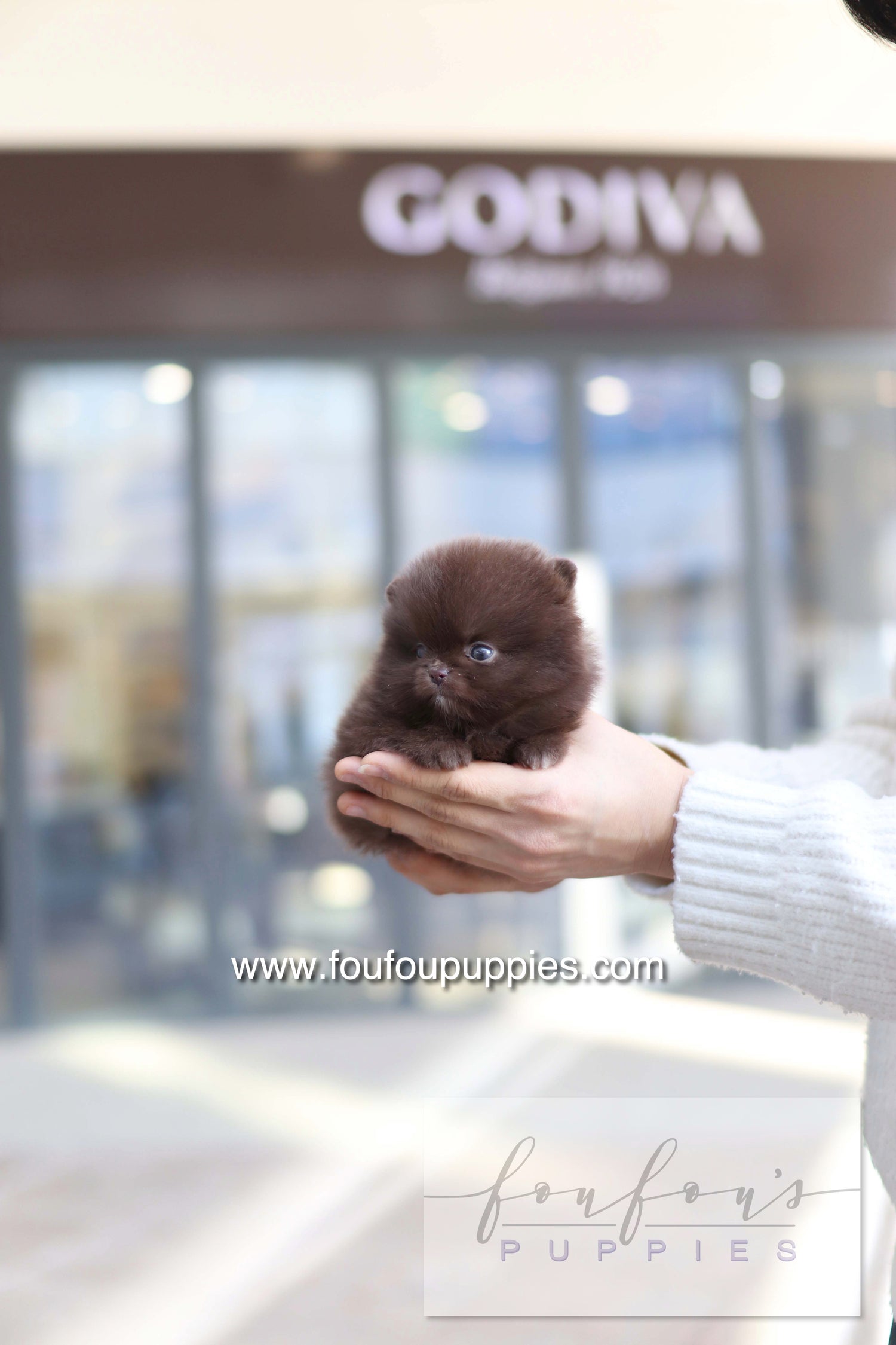 Godiva - Pomeranian F.