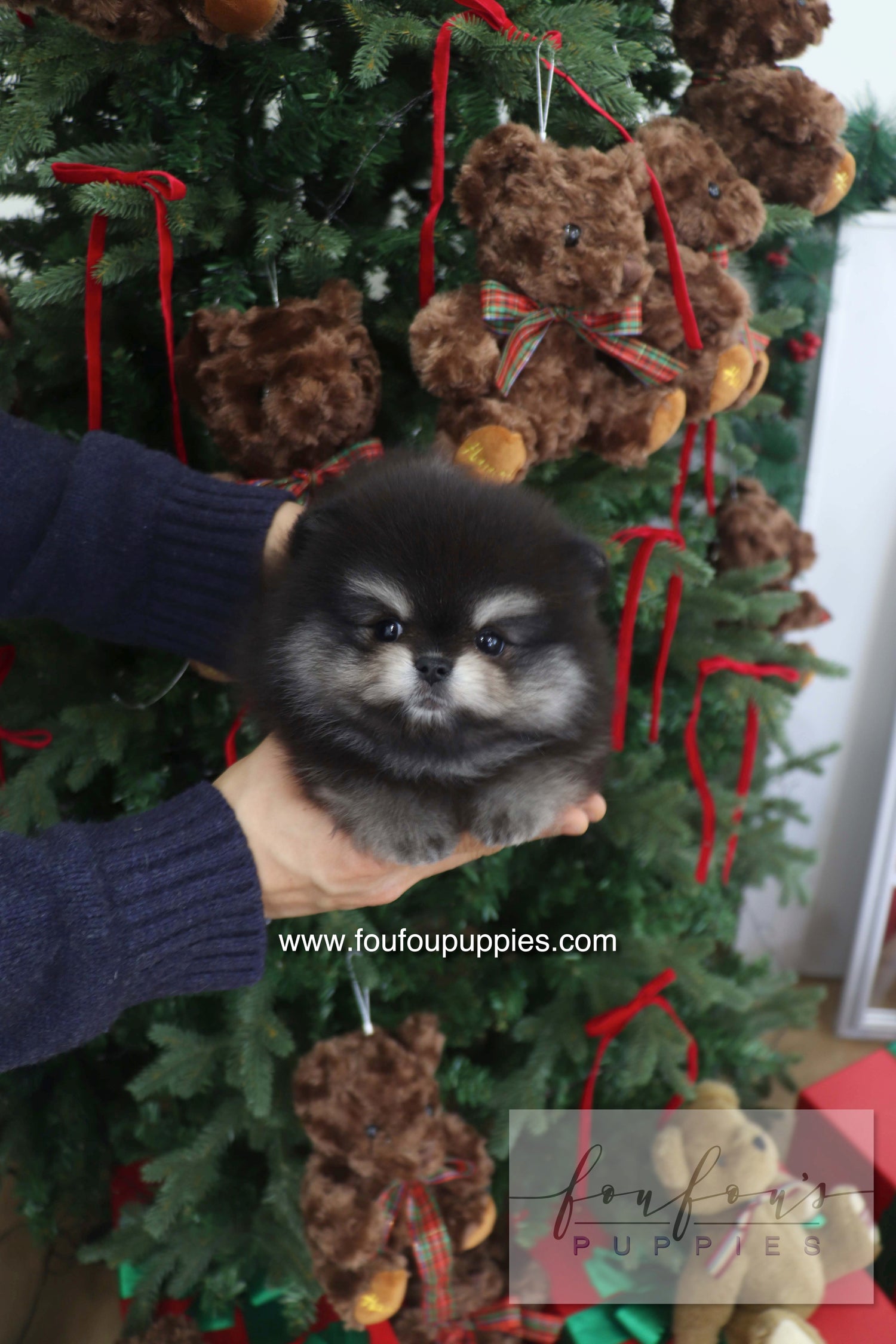 Truffle - Pomeranian M.