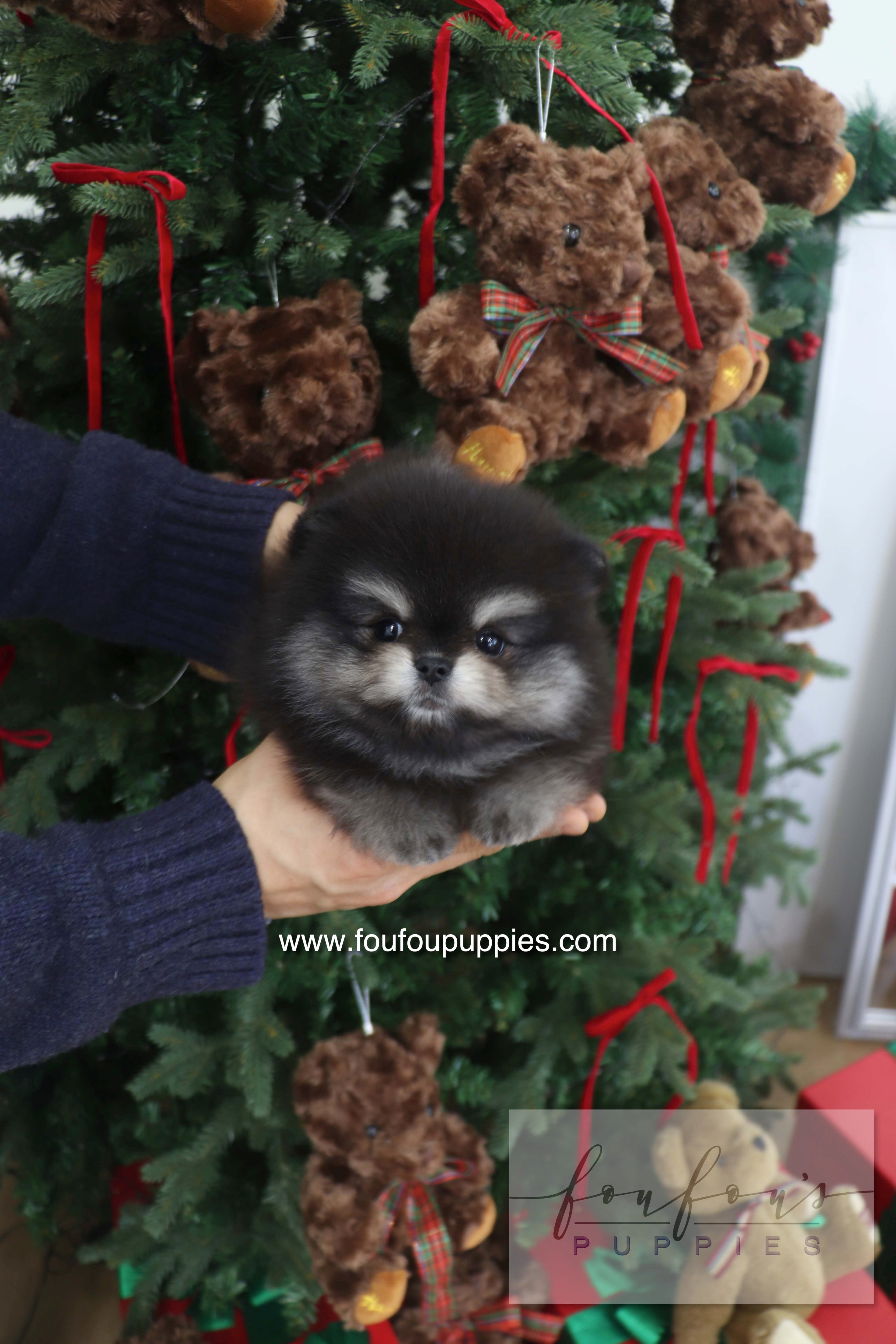 Truffle - Pomeranian M.