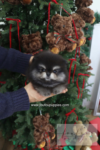 Truffle - Pomeranian M.
