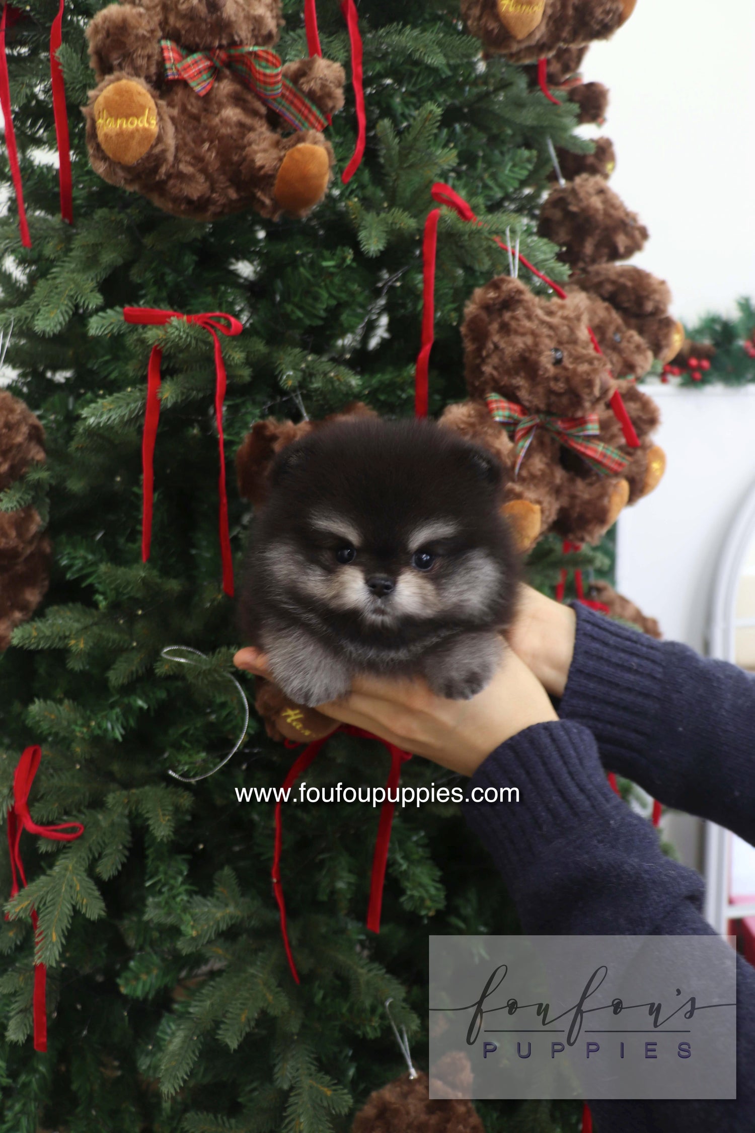 Truffle - Pomeranian M.