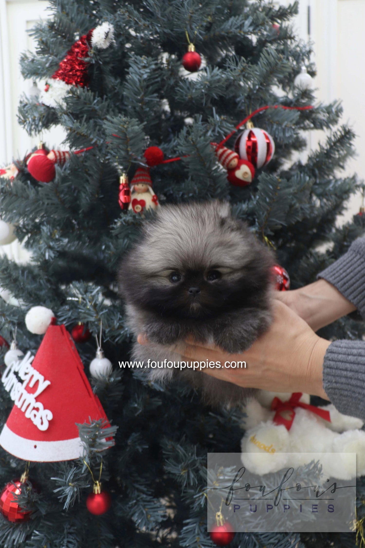 Mory - Pomeranian M.