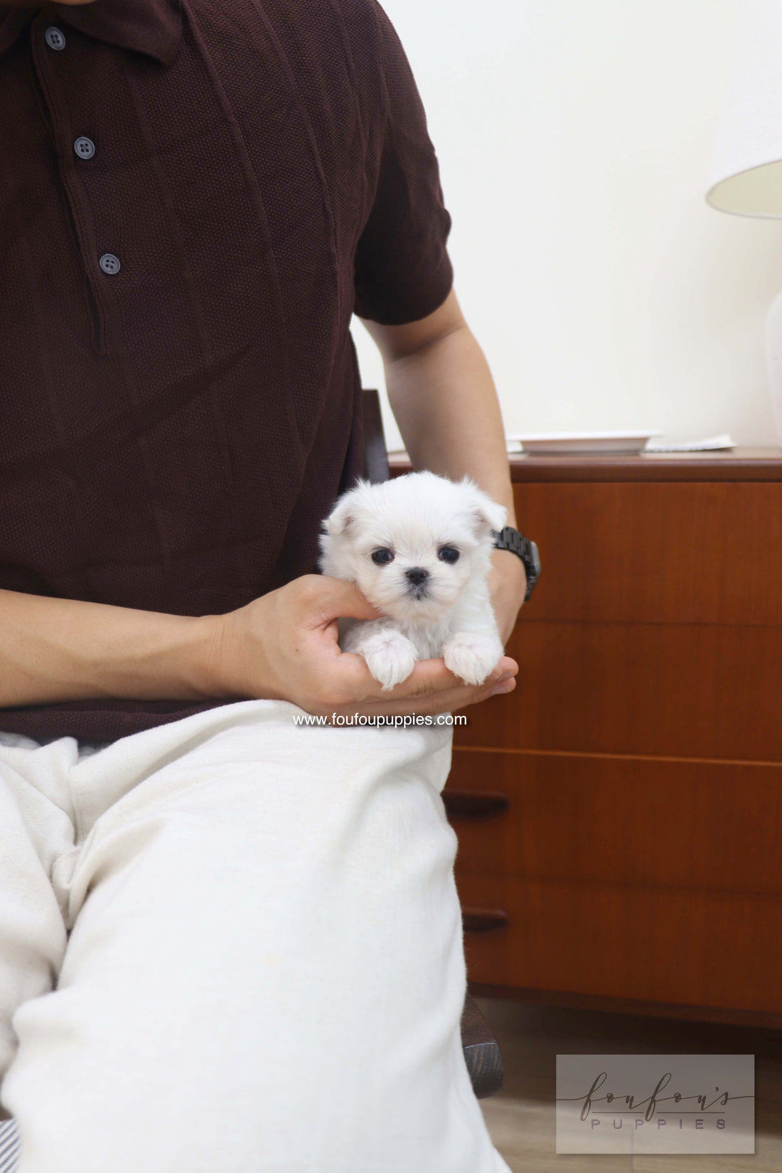 Capri - Maltese F.