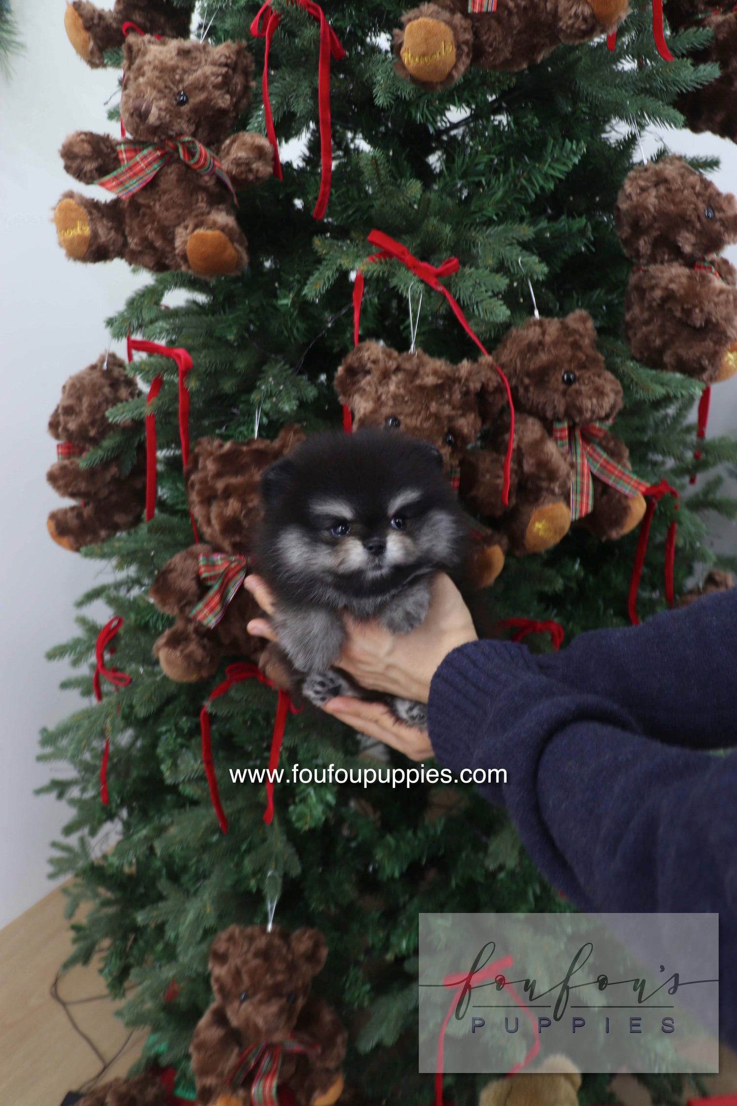 Truffle - Pomeranian M.