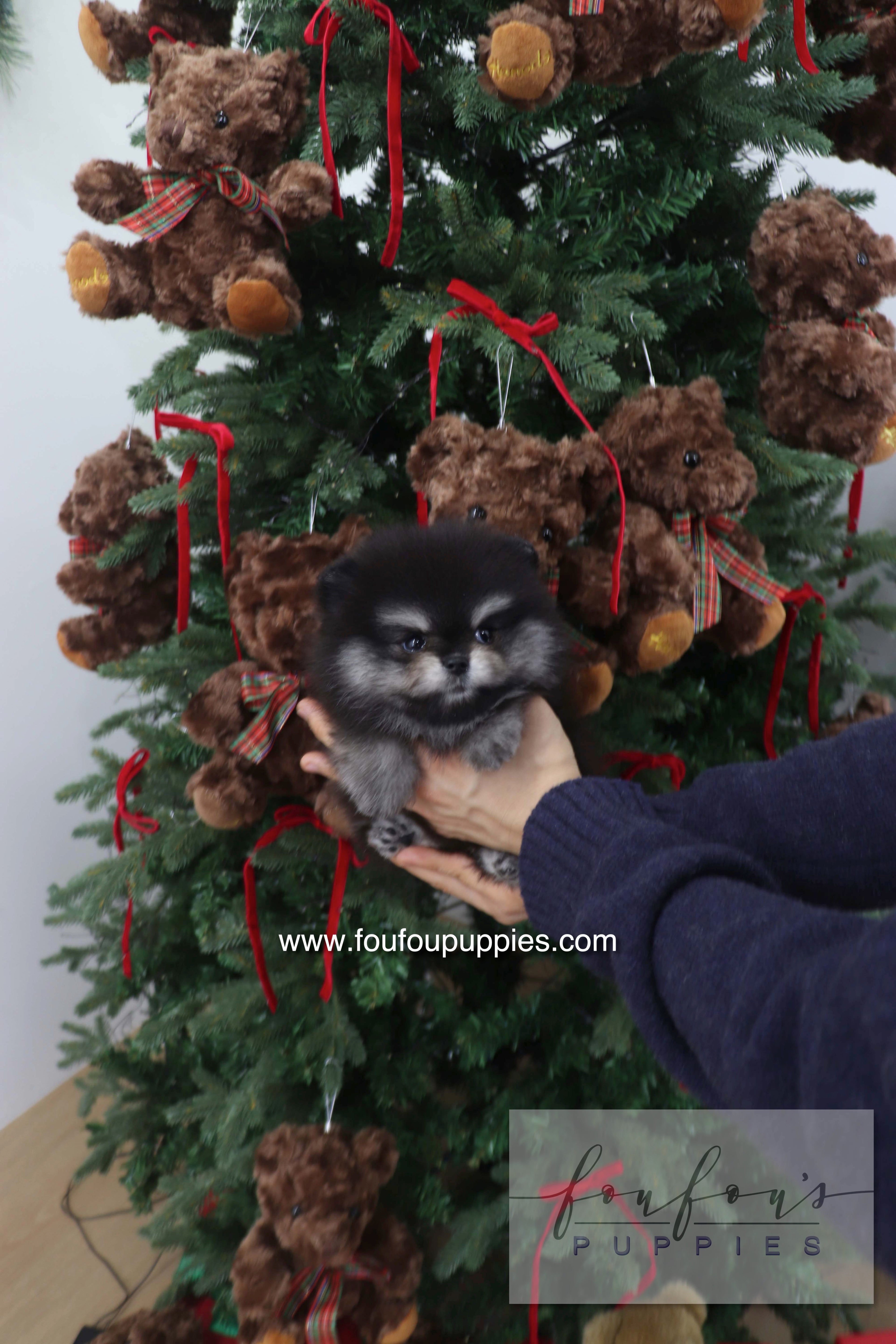 Truffle - Pomeranian M.