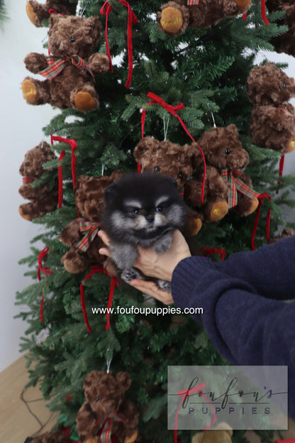 Truffle - Pomeranian M.
