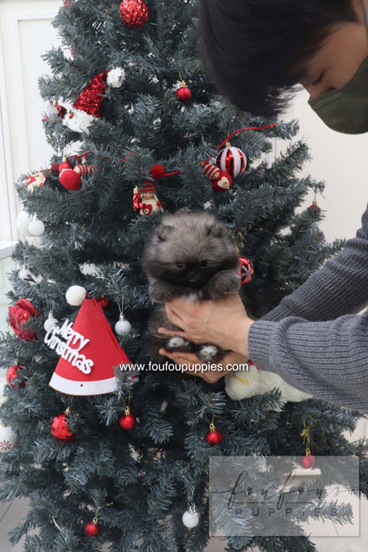 Mory - Pomeranian M.