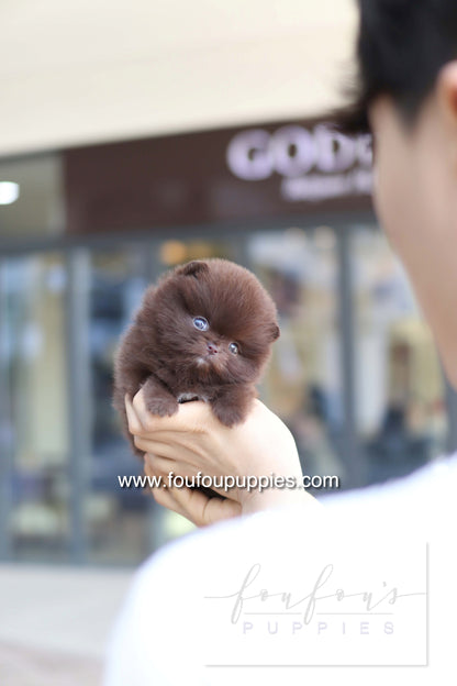 Godiva - Pomeranian F.