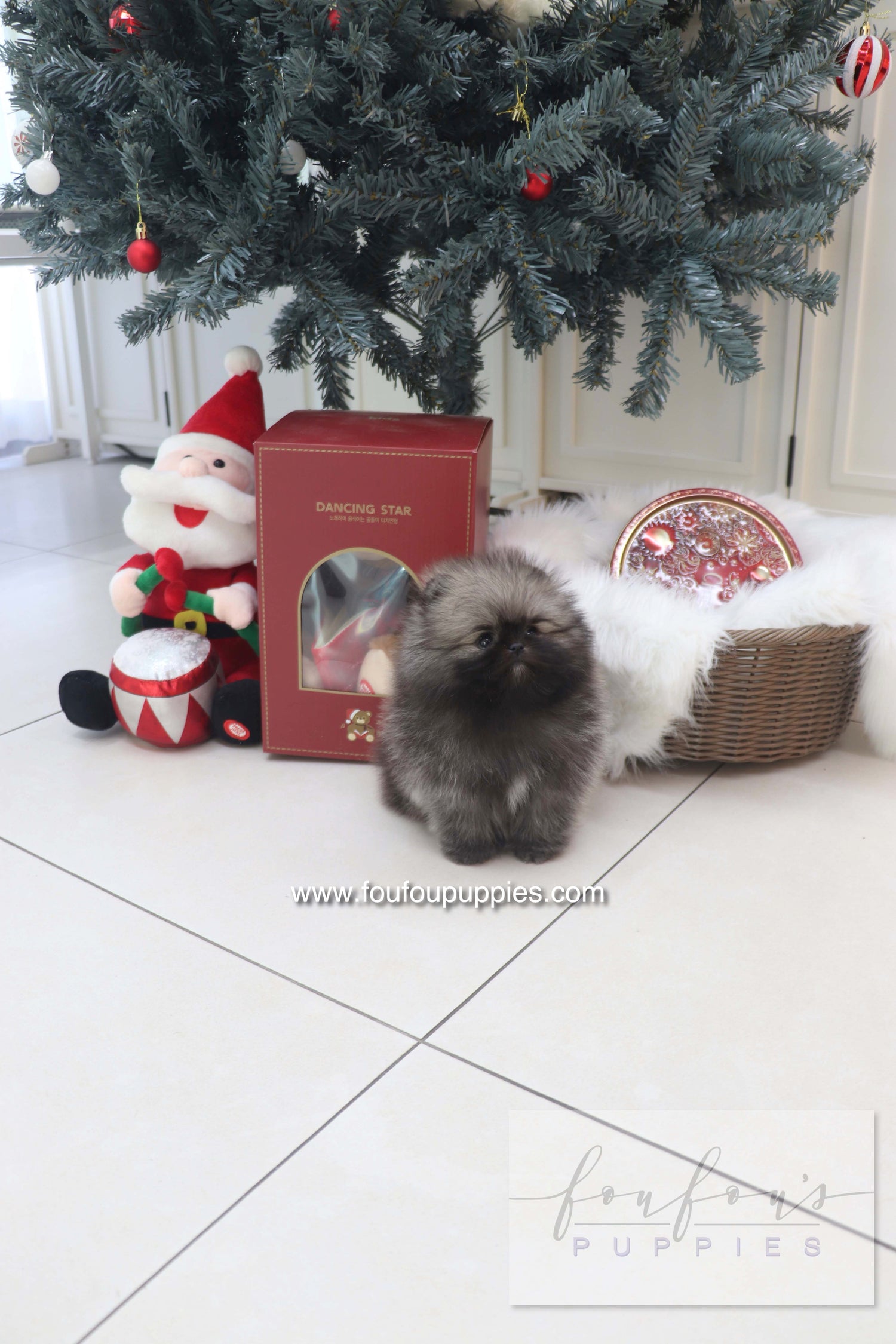 Mory - Pomeranian M.