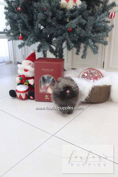 Mory - Pomeranian M.