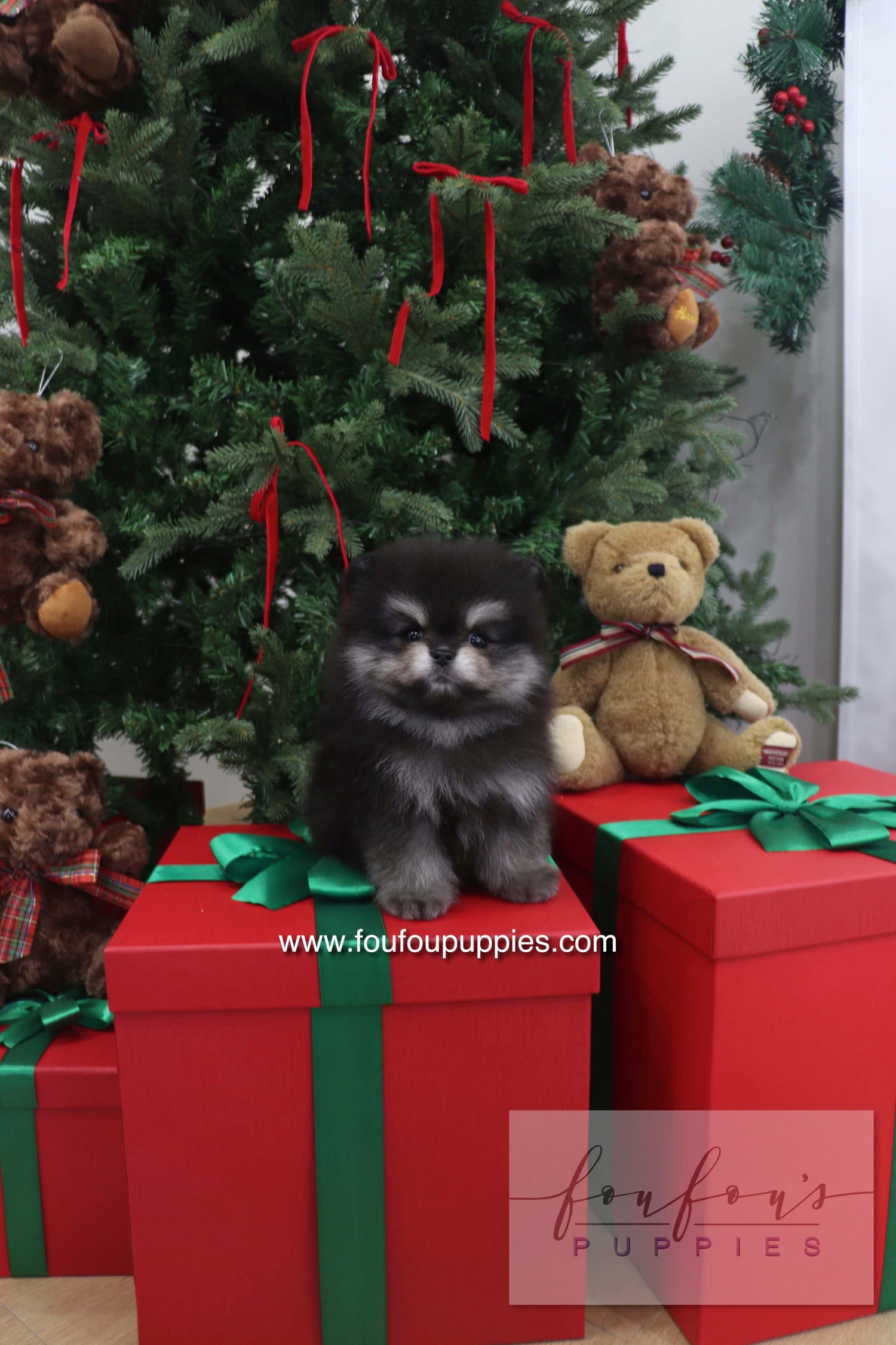 Truffle - Pomeranian M.