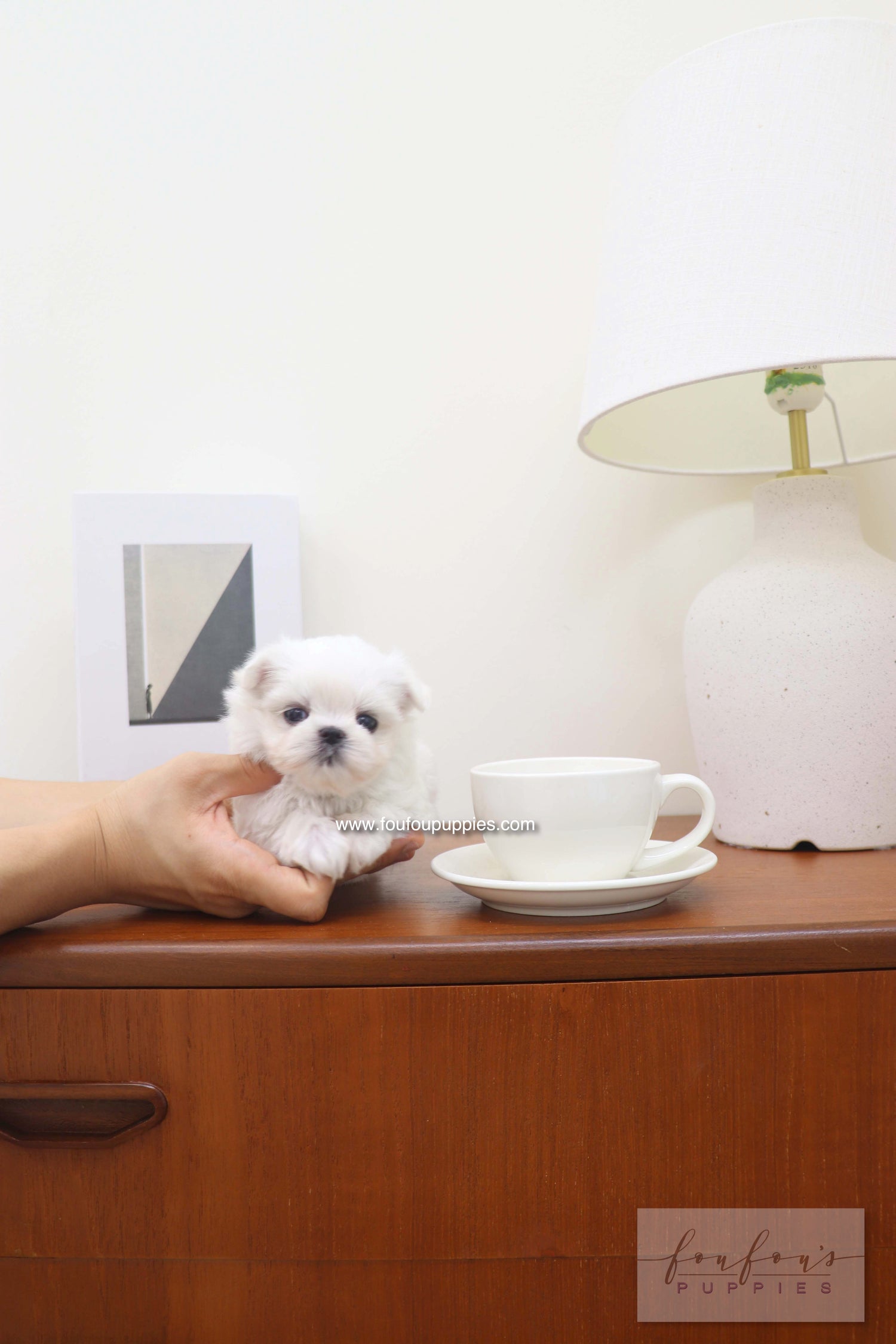 Capri - Maltese F.