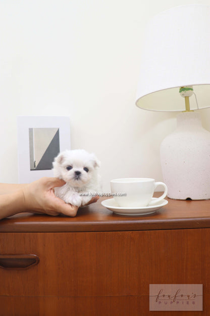 Capri - Maltese F.