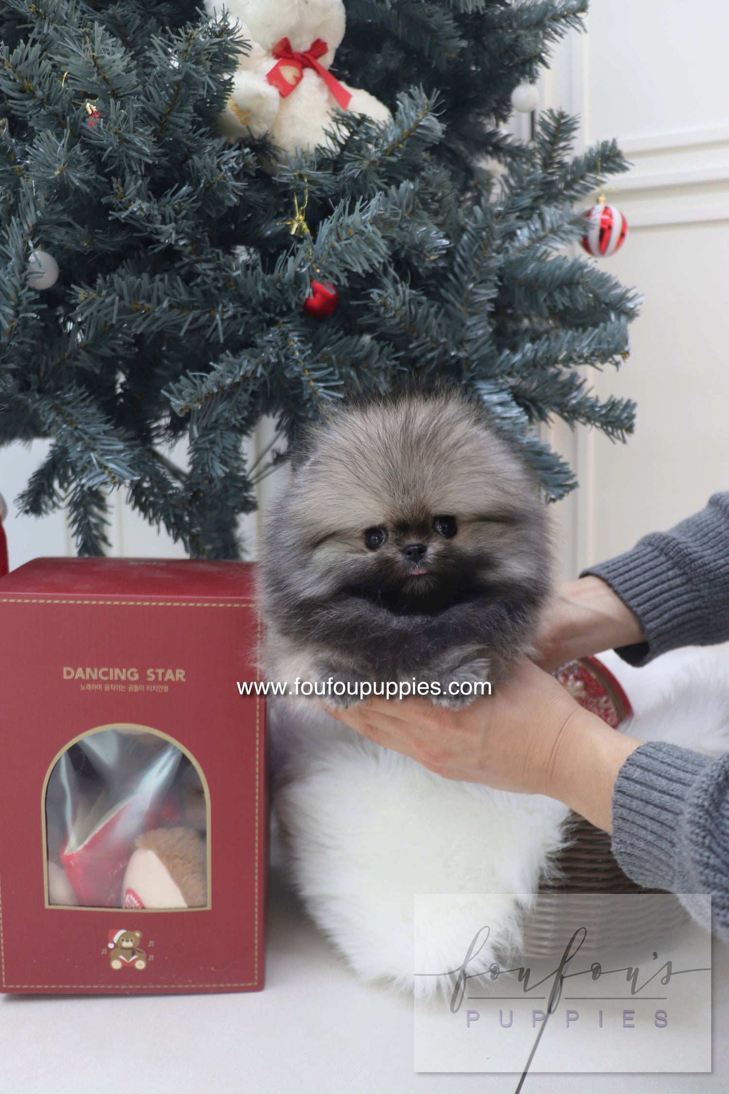 Nory - Pomeranian M.