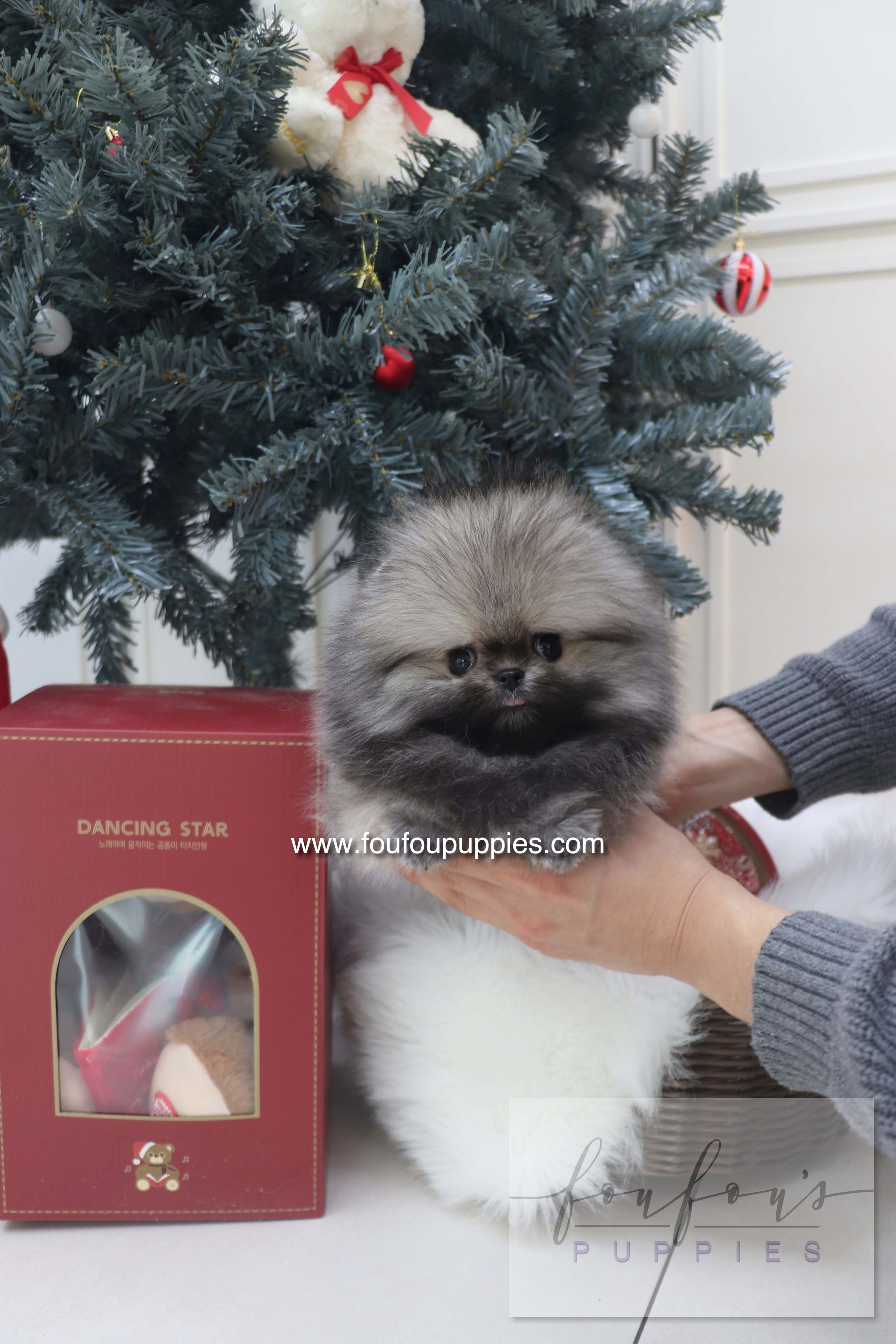 Nory - Pomeranian M.