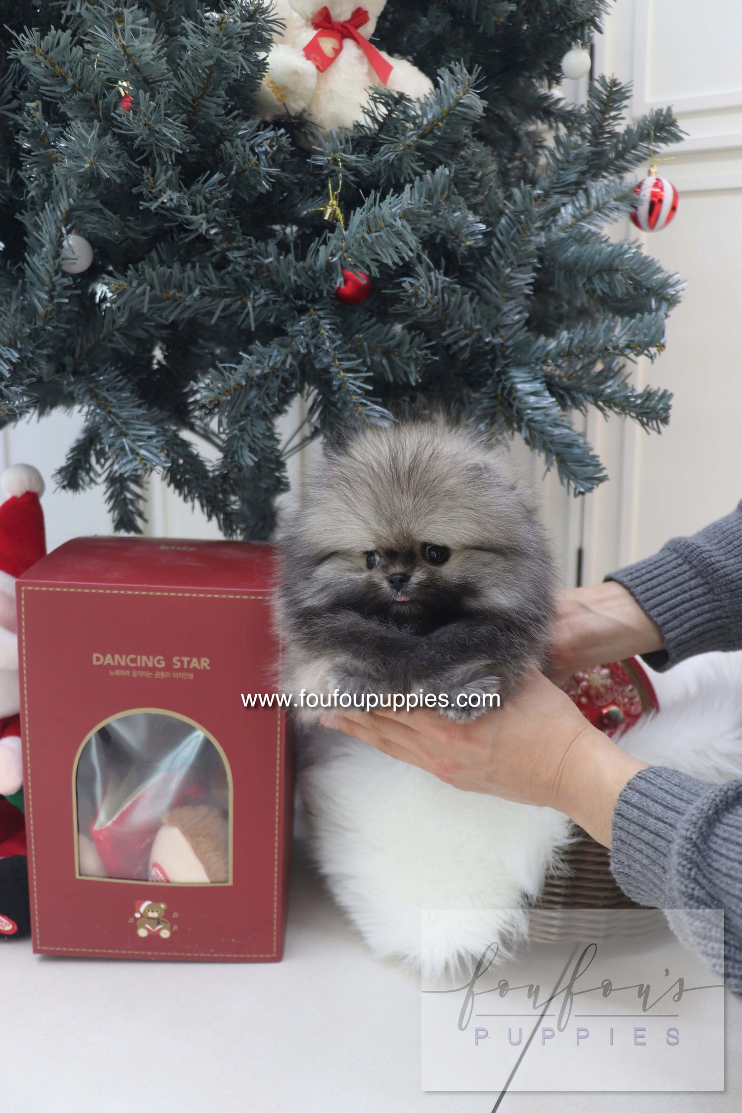 Nory - Pomeranian M.