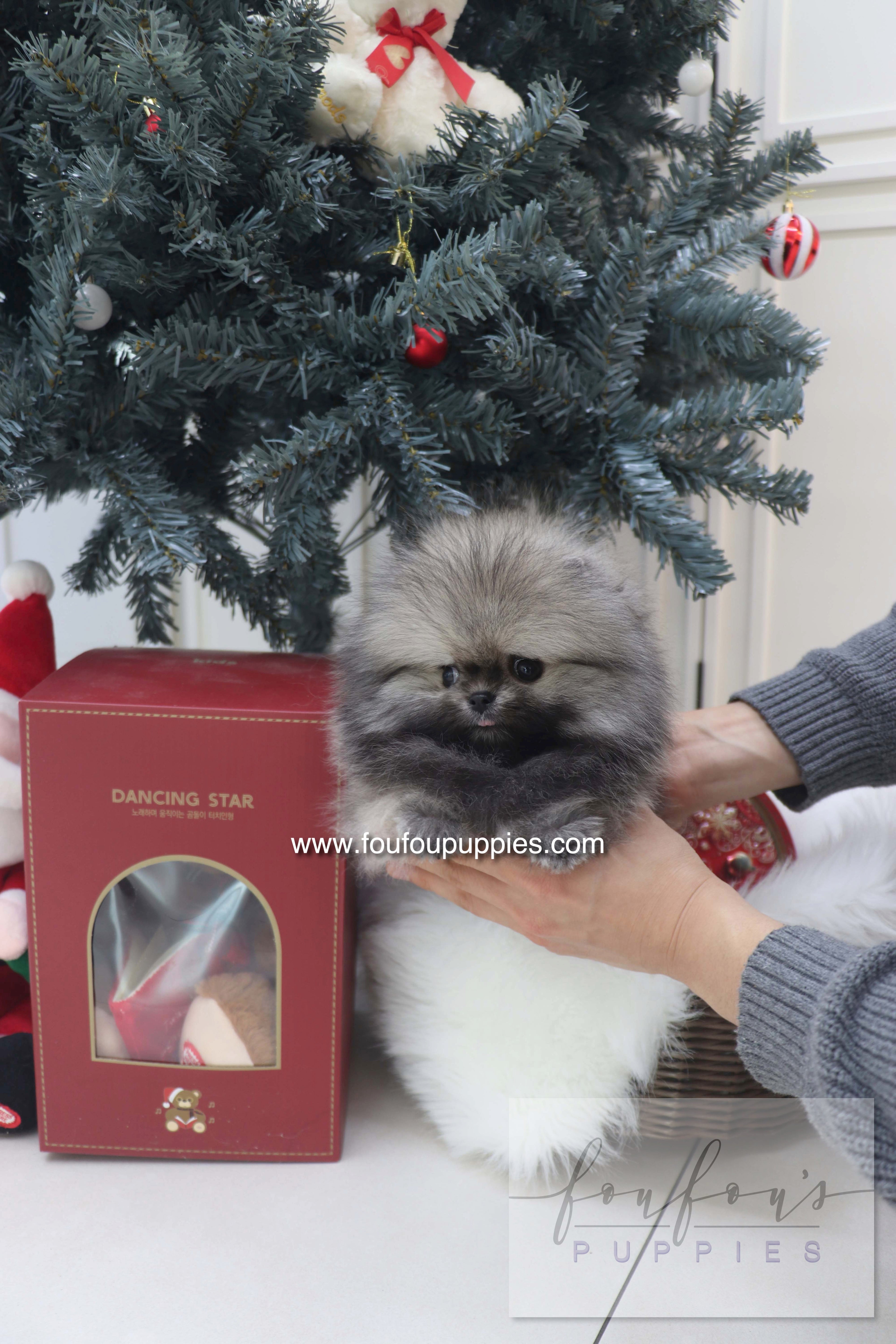 Nory - Pomeranian M.