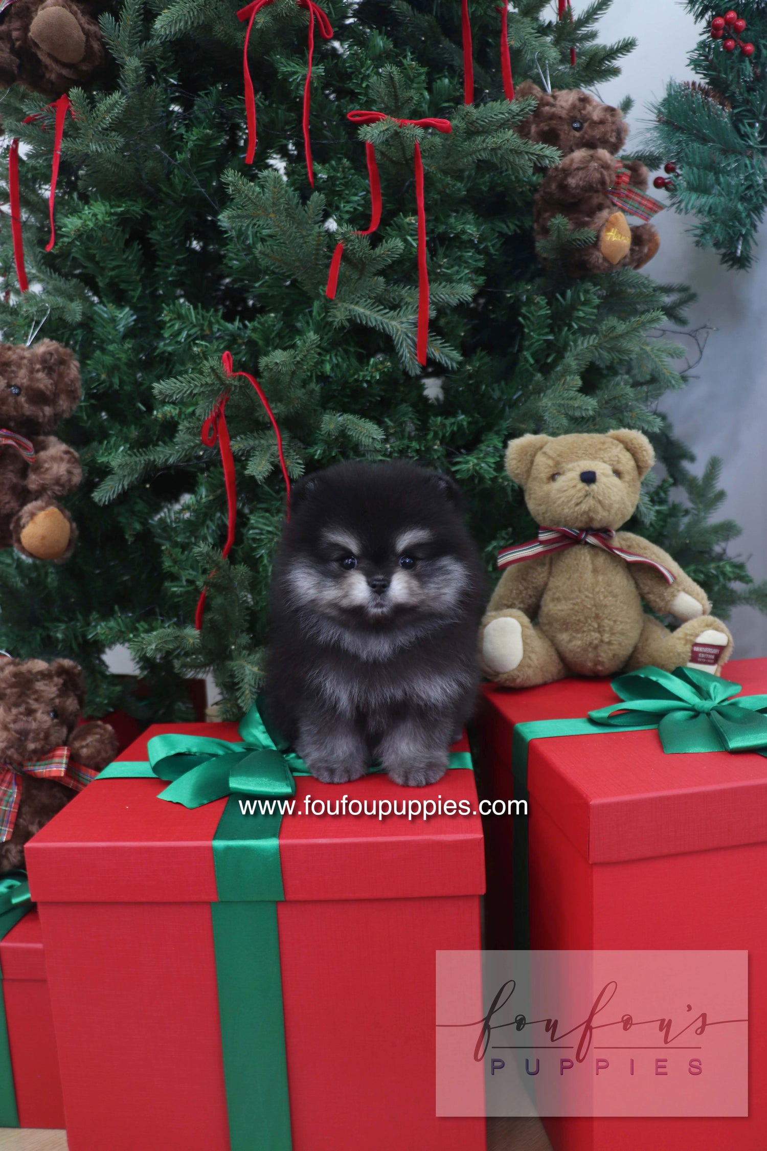 Truffle - Pomeranian M.