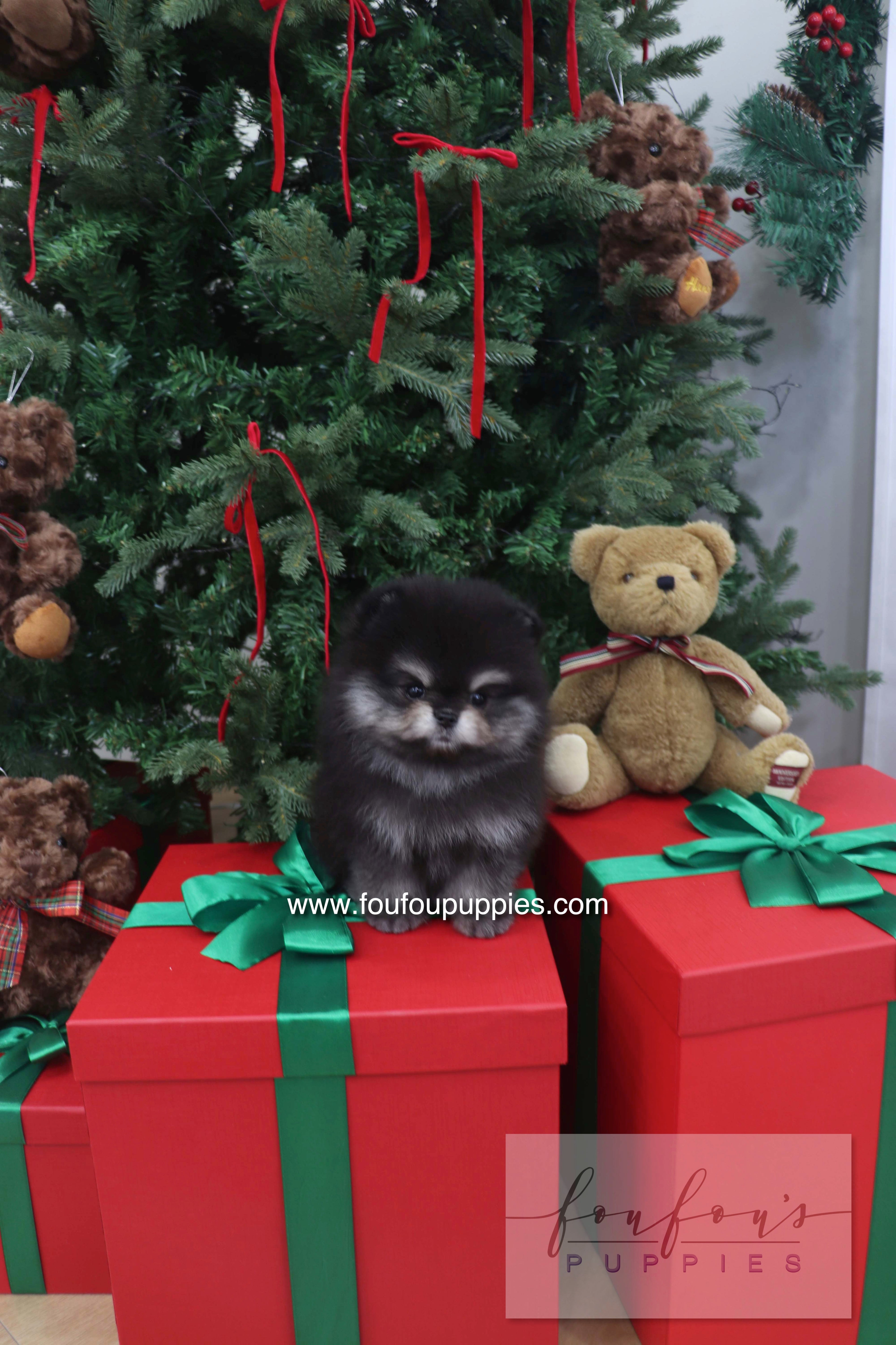 Truffle - Pomeranian M.