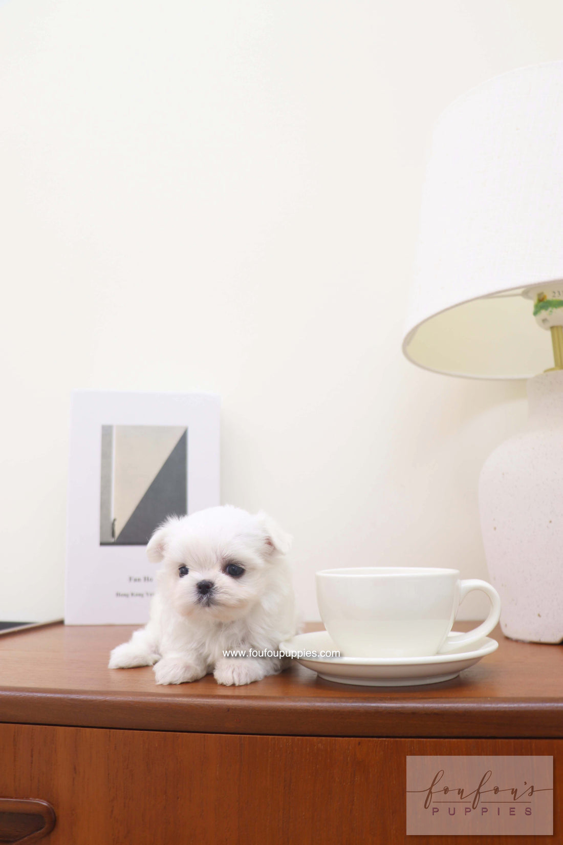 Capri - Maltese F.