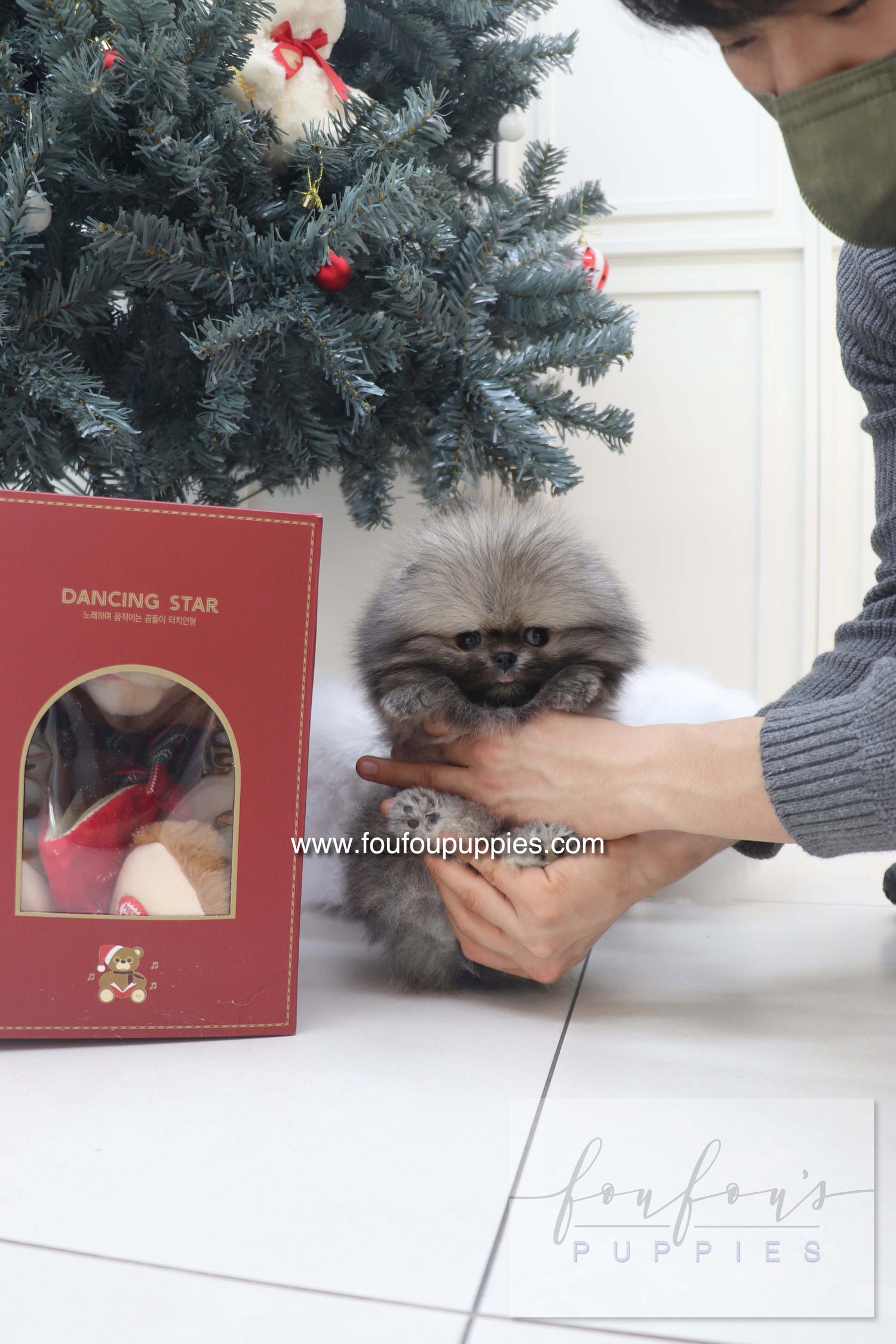 Nory - Pomeranian M.