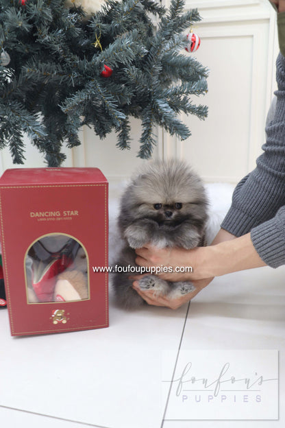 Nory - Pomeranian M.