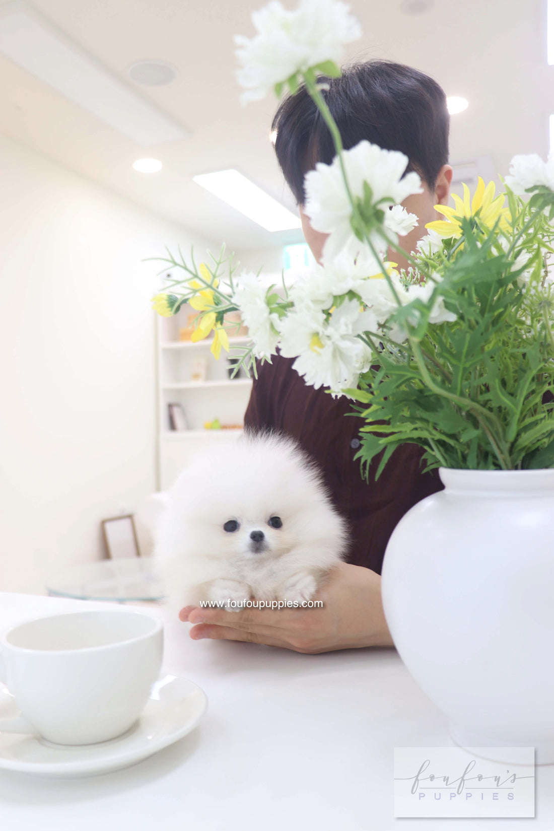 Bisou - Pomeranian F.