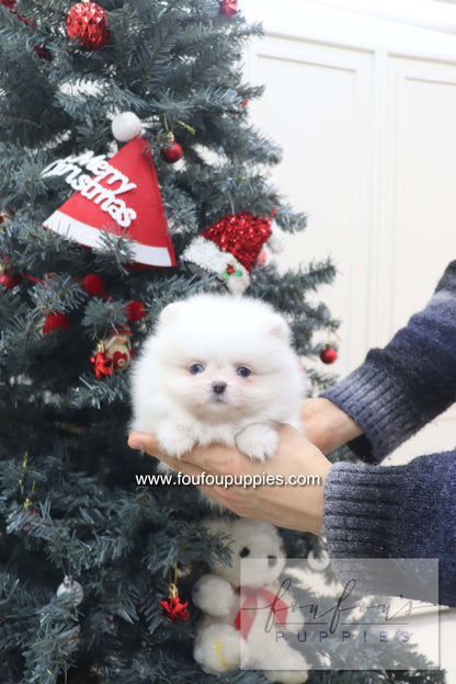 Capri - Pomeranian F.