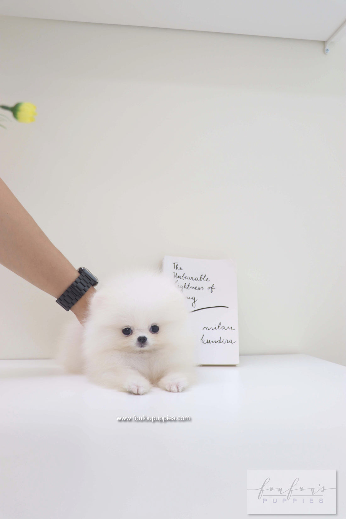 Bisou - Pomeranian F.