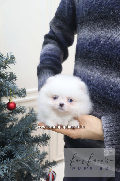 Capri - Pomeranian F.