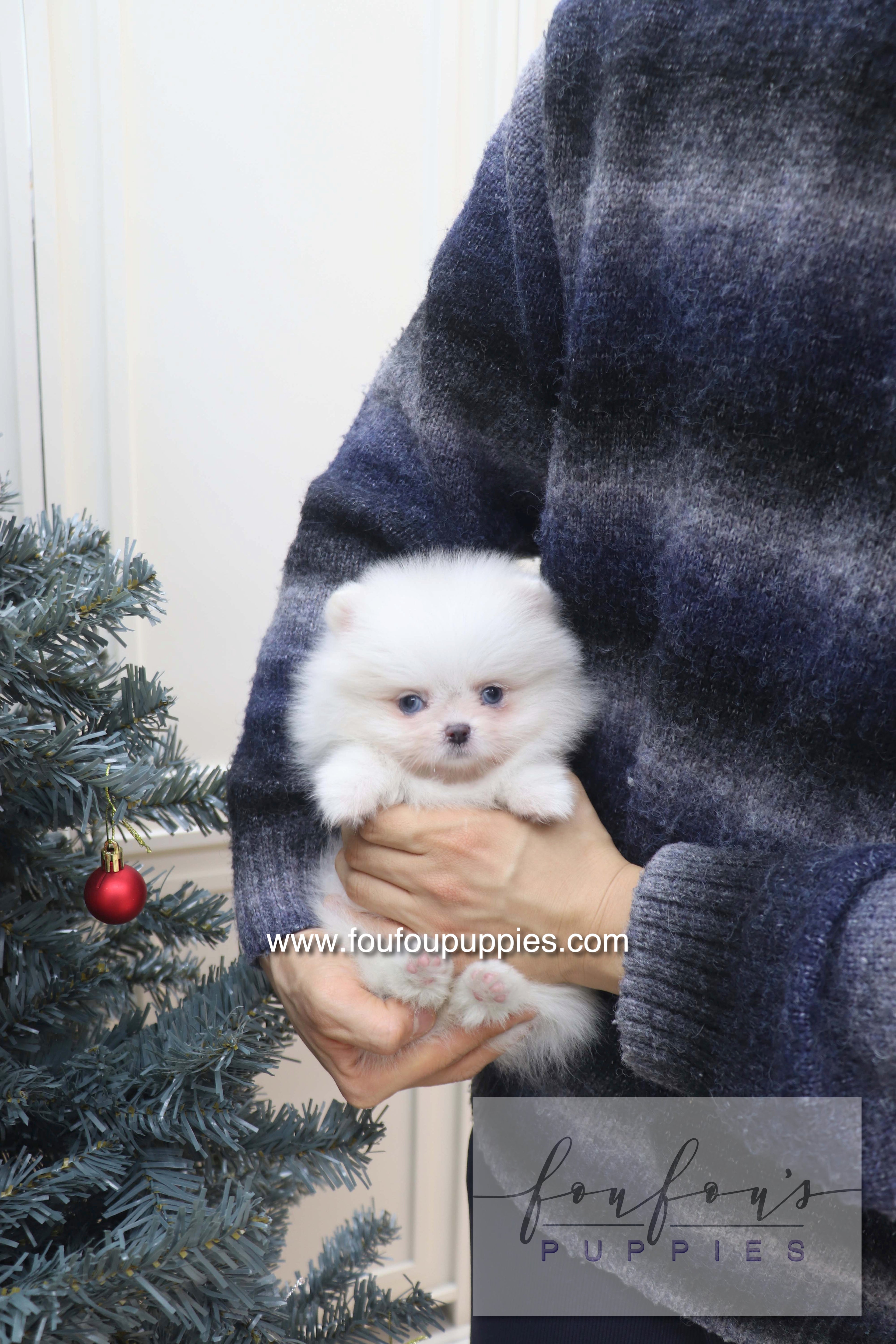 Capri - Pomeranian F.