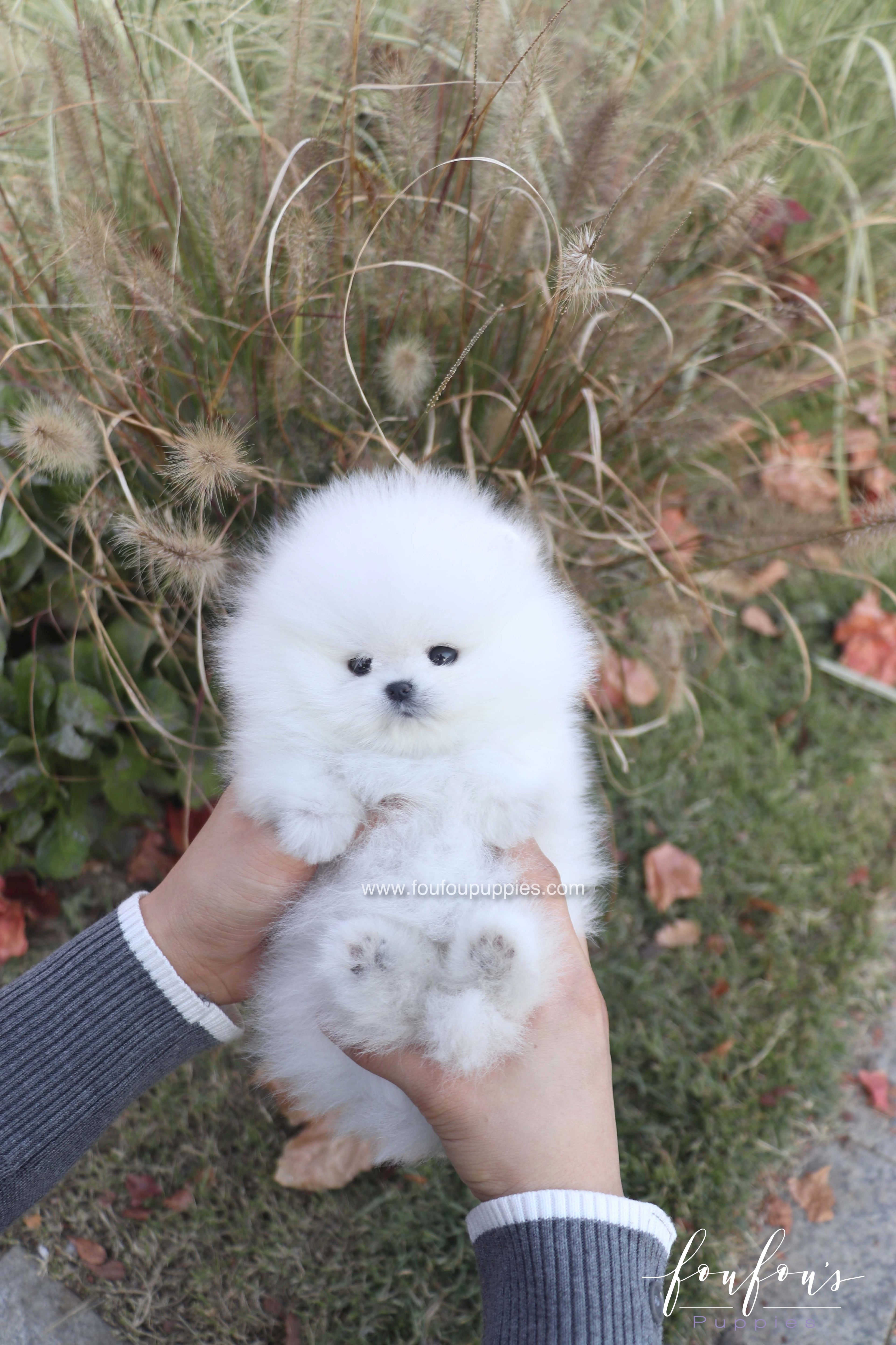 Saraï - Pomeranian F.