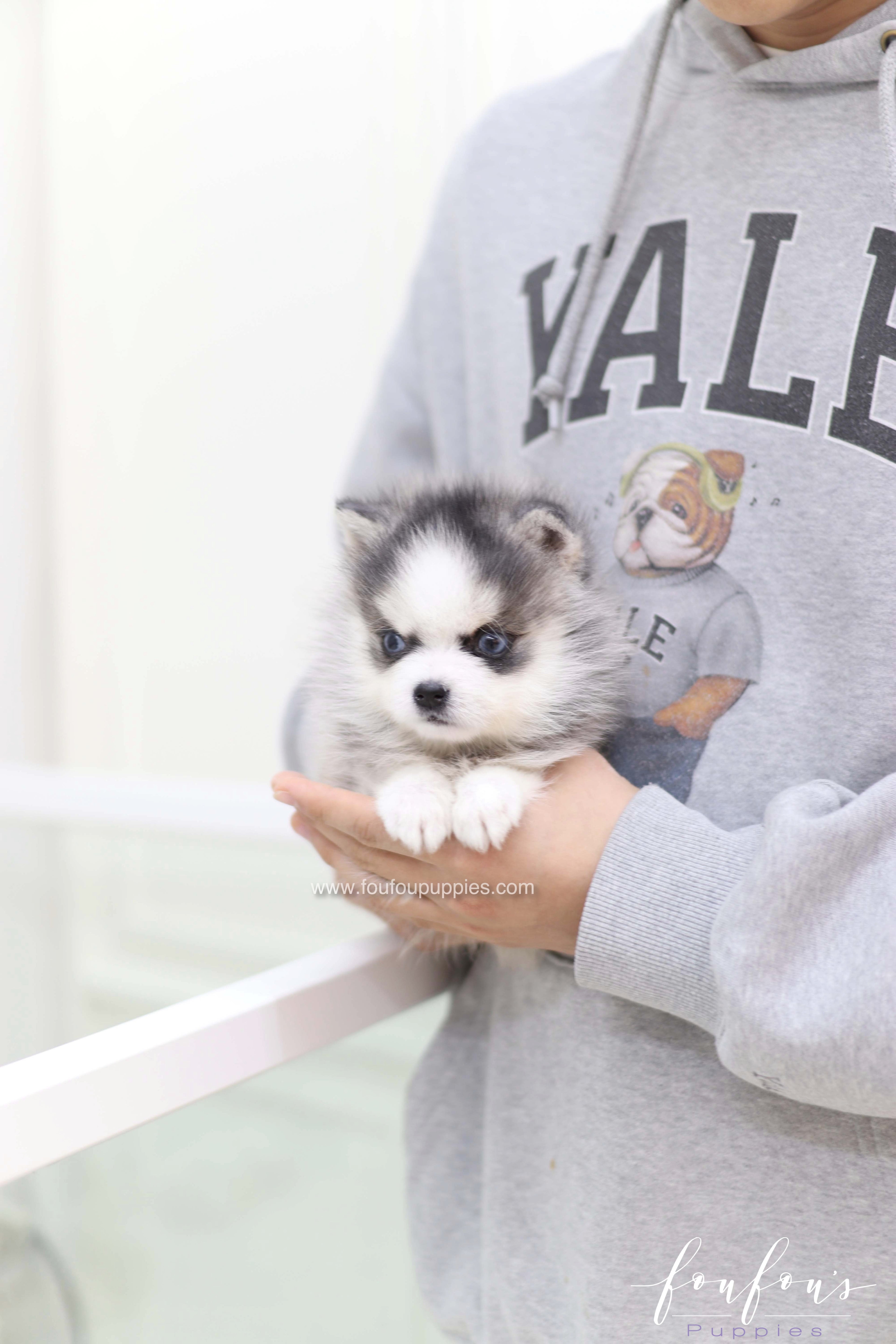 Kai - Pomsky M.