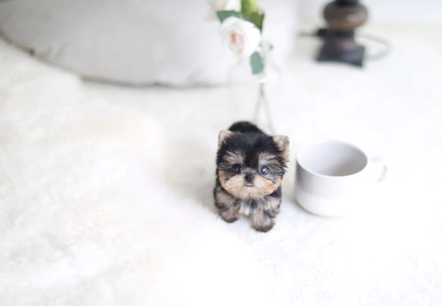 Buy teacup puppies deals online