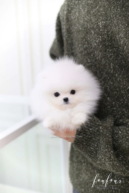 Joy - Pomeranian M.