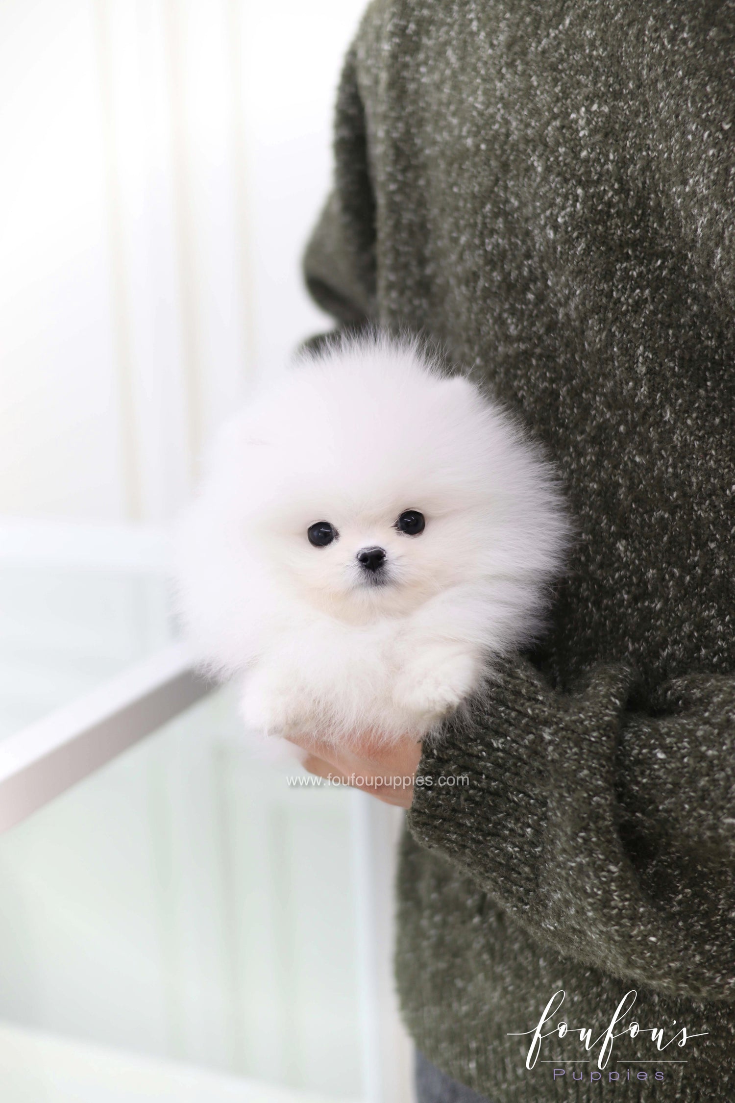 Joy - Pomeranian M.