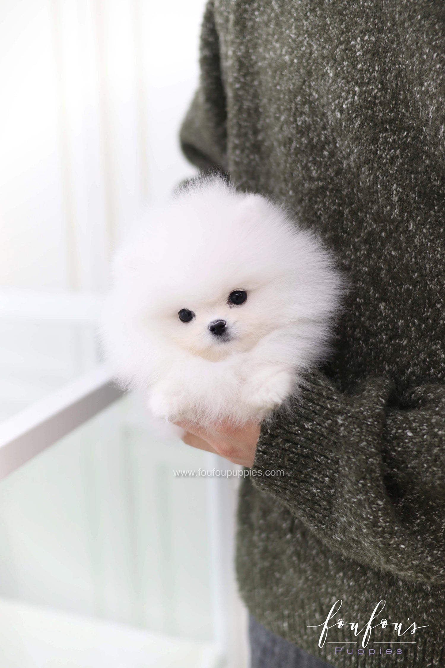 Joy - Pomeranian M.