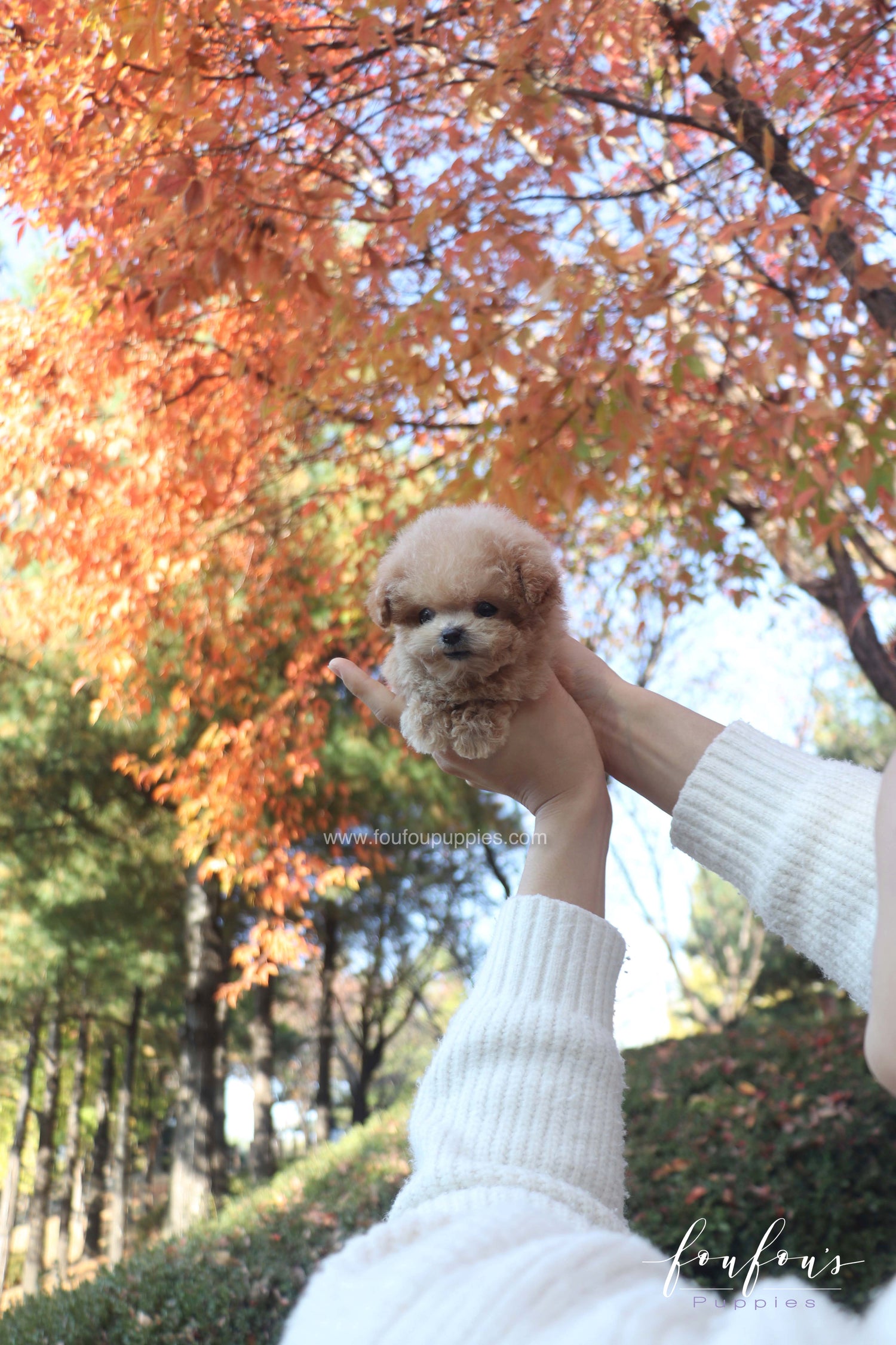 Tinkerbelle - Poodle F.