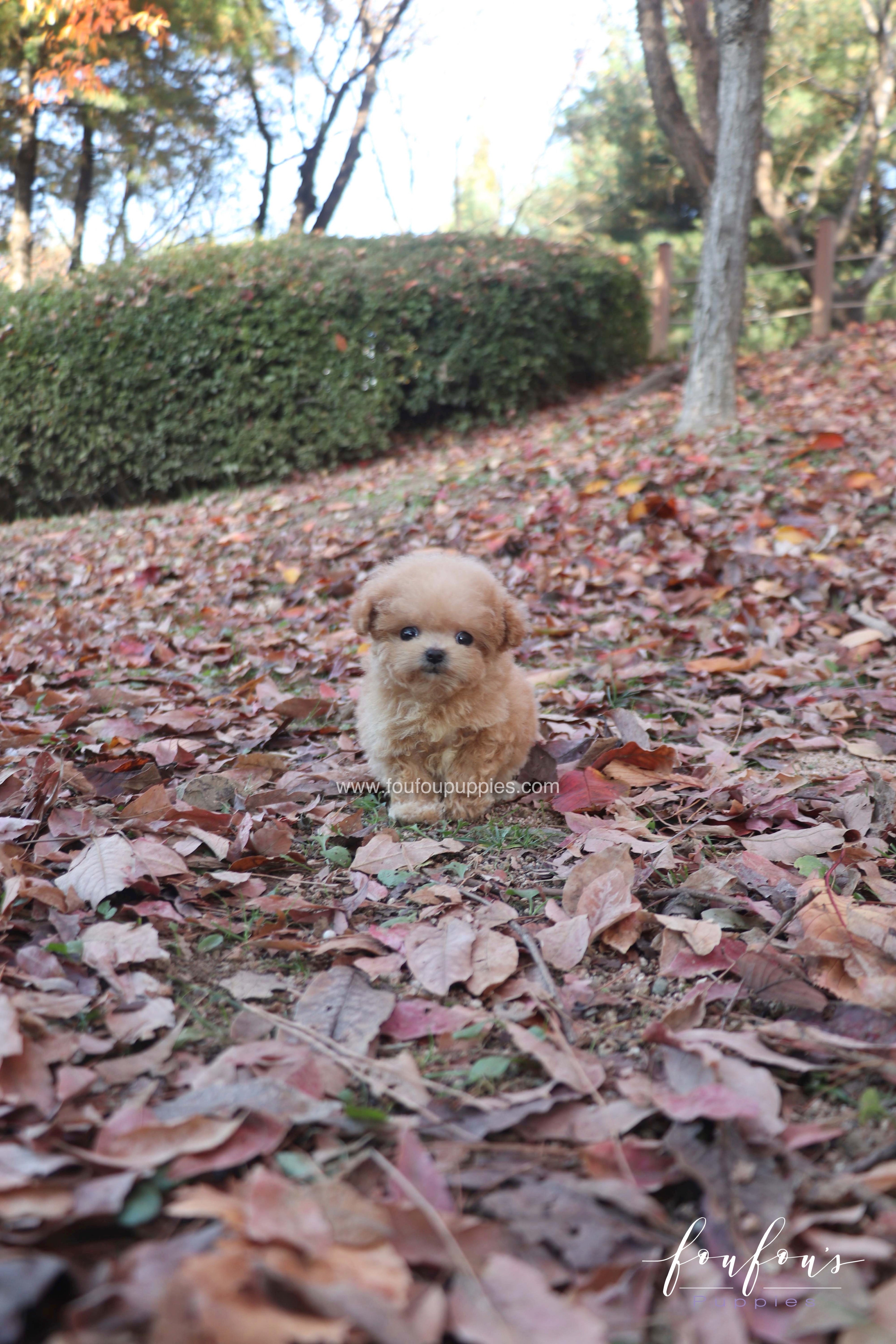 Tinkerbelle - Poodle F.