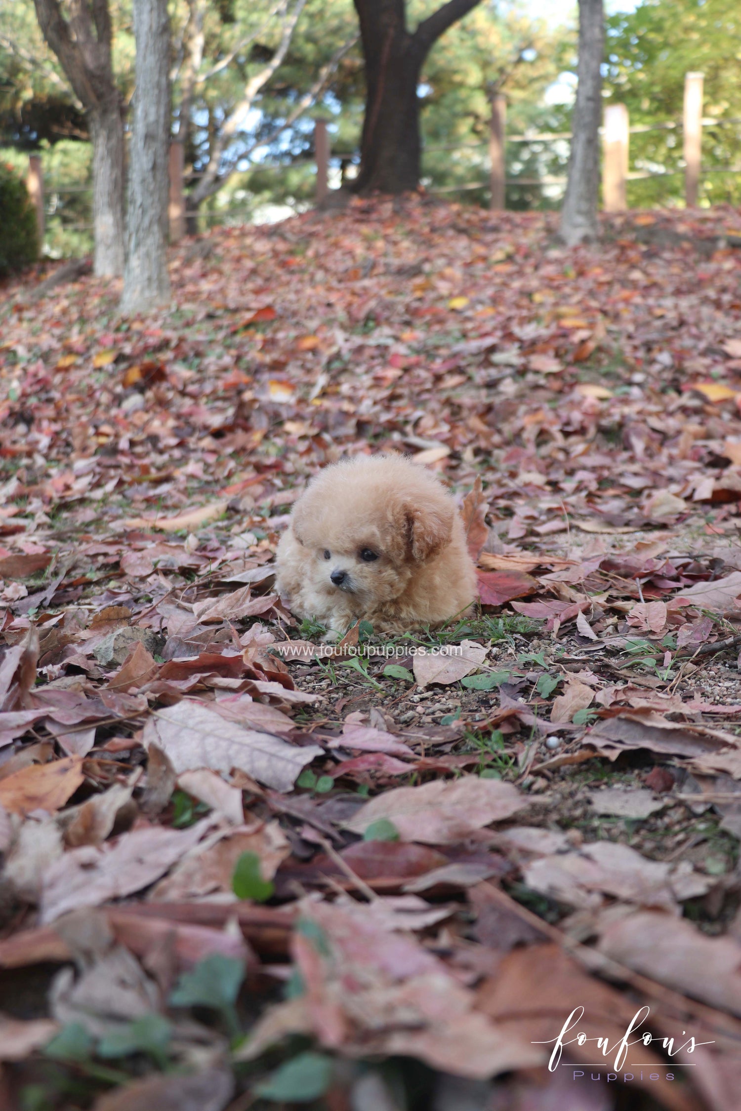 Tinkerbelle - Poodle F.