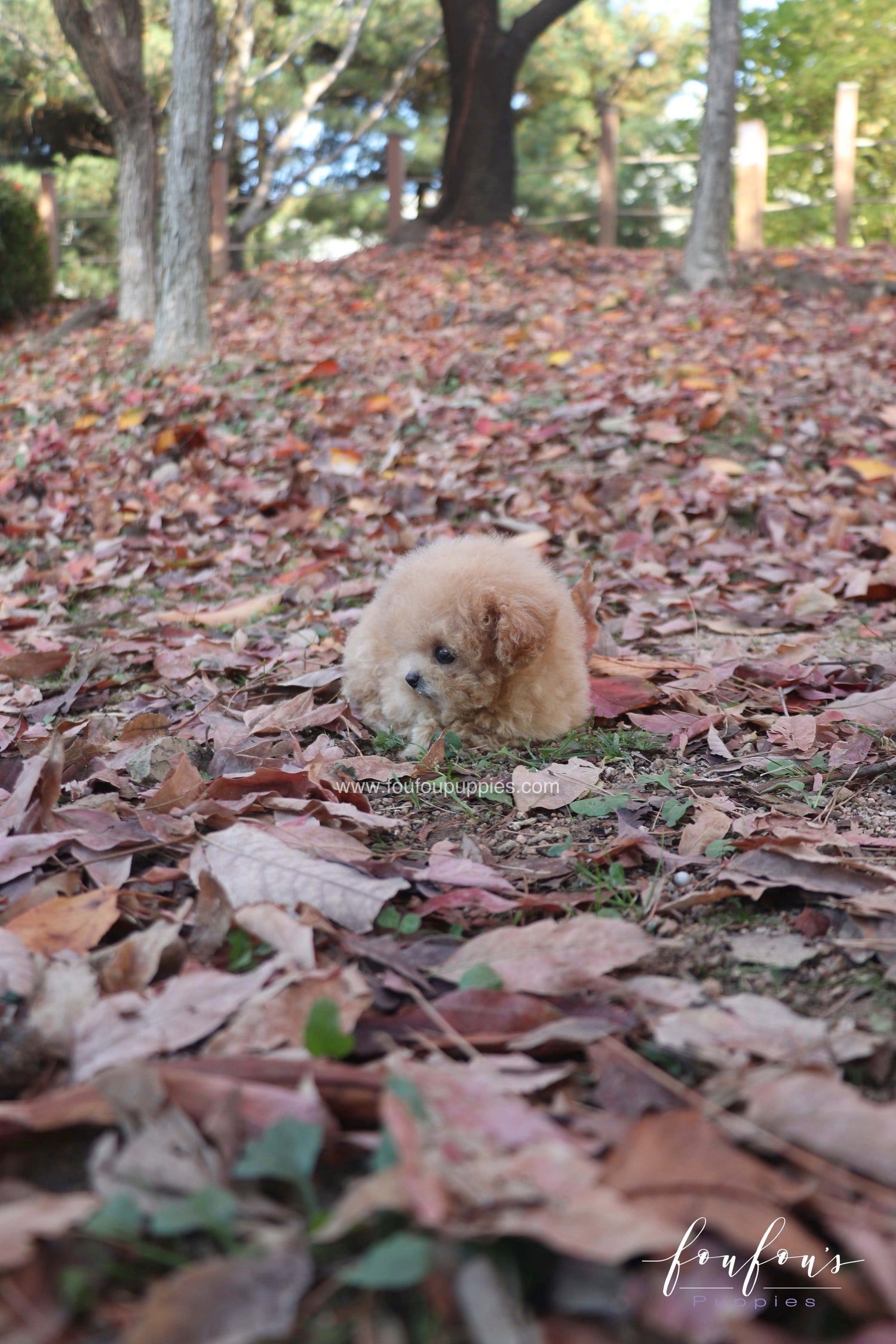 Tinkerbelle - Poodle F.