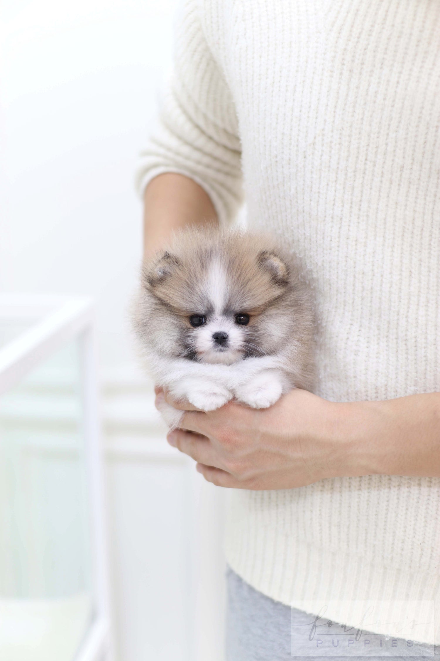 Piccolo - Pomeranian M.