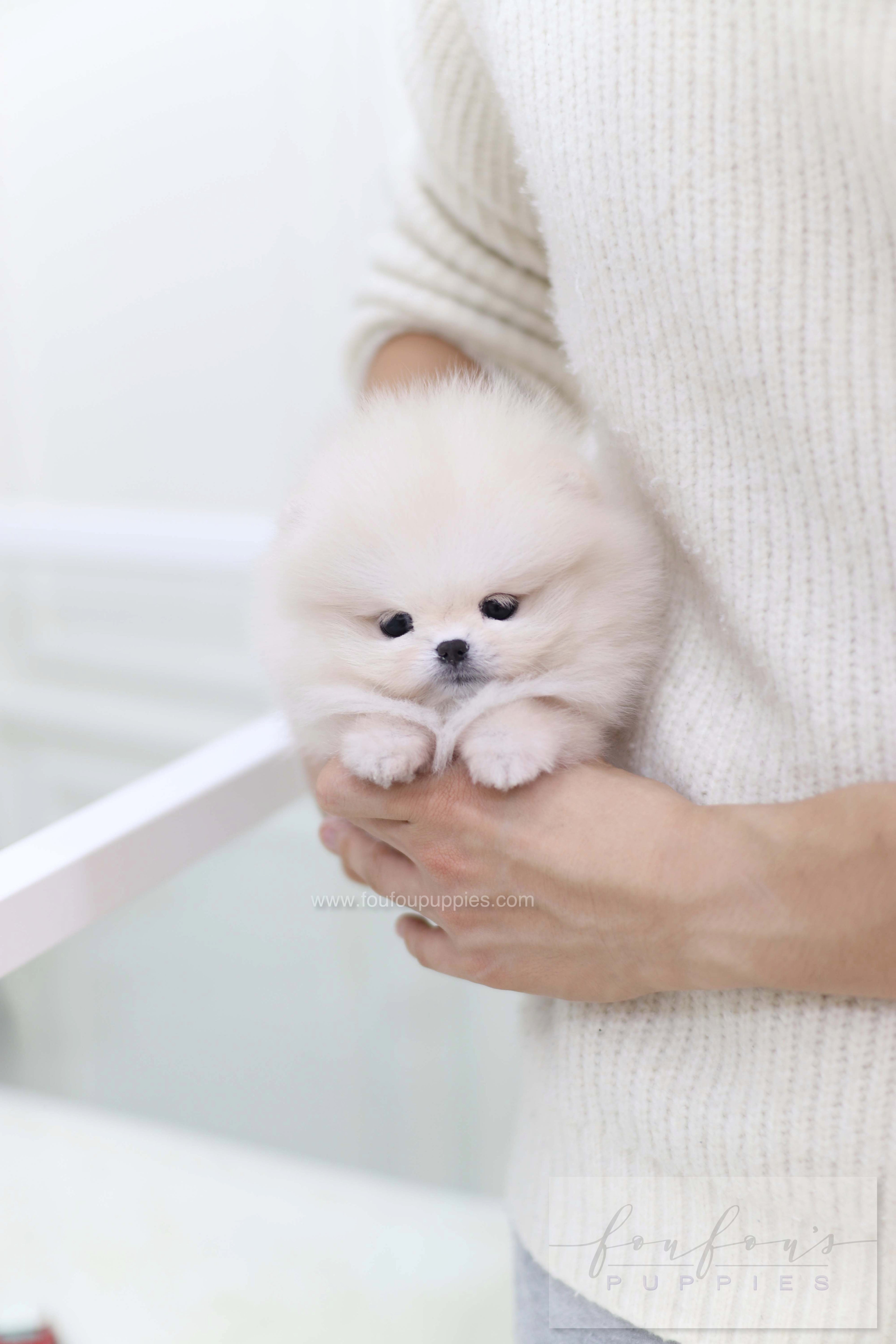 Honey - Pomeranian F.