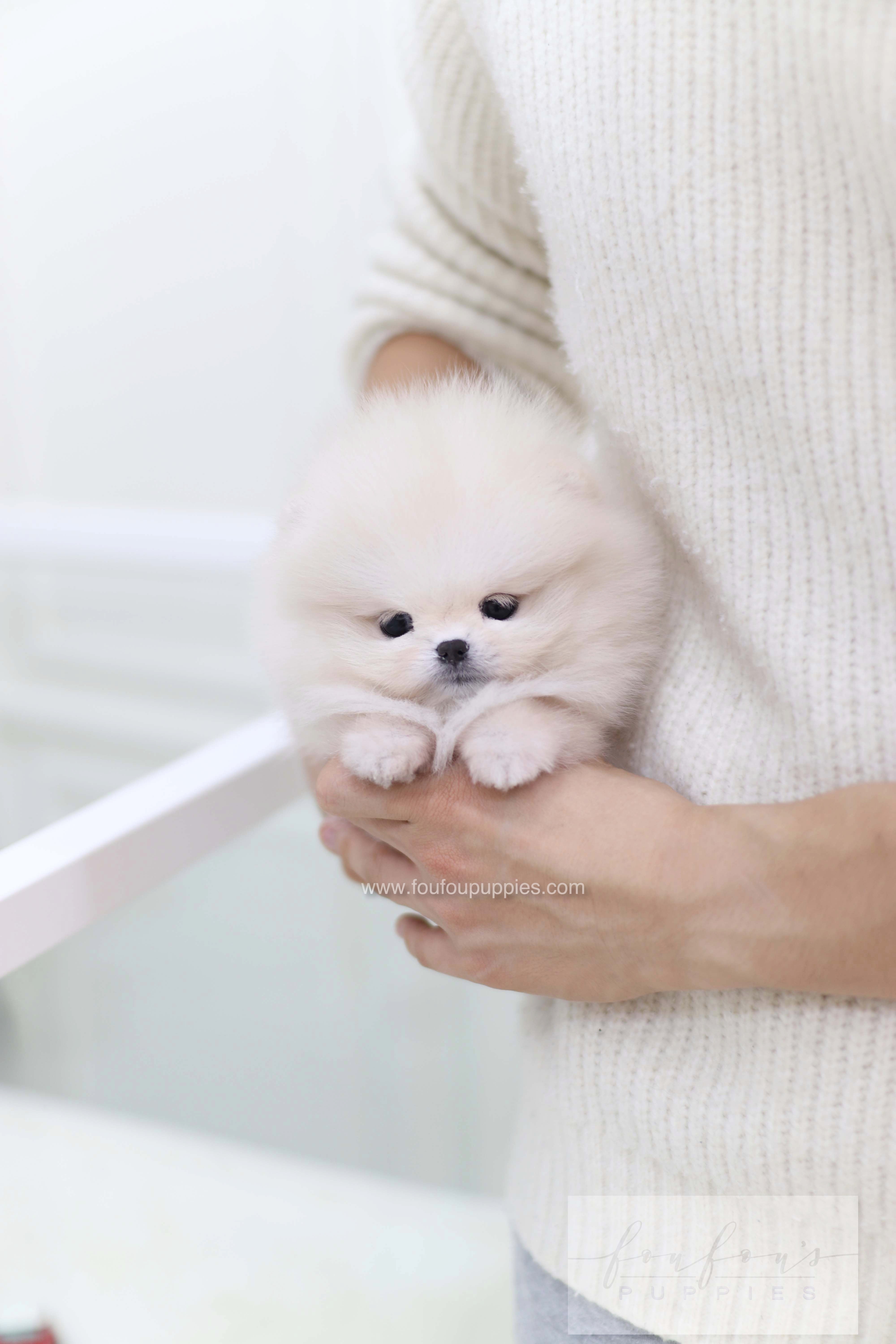 White fashion tiny pomeranian