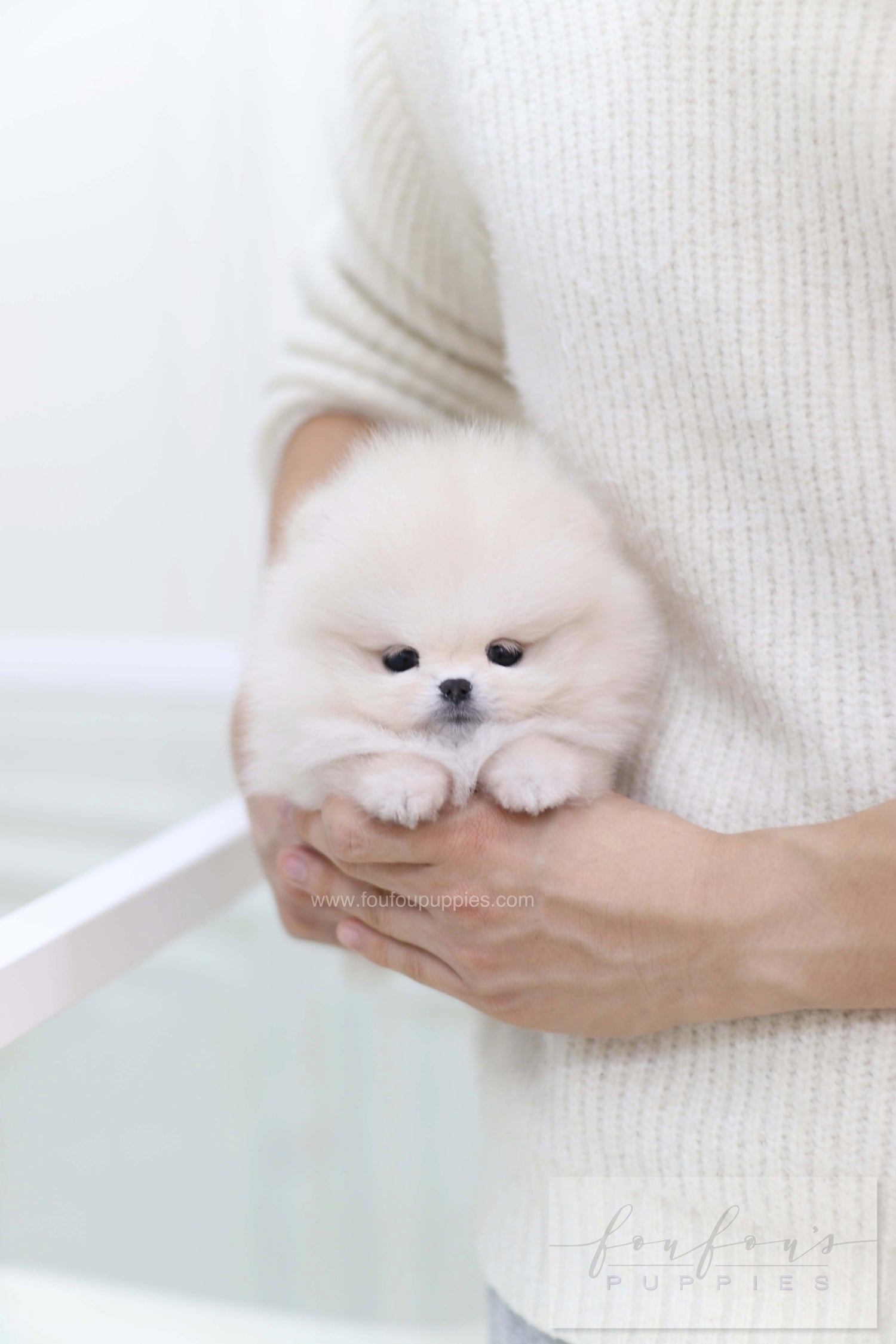 Honey - Pomeranian F.