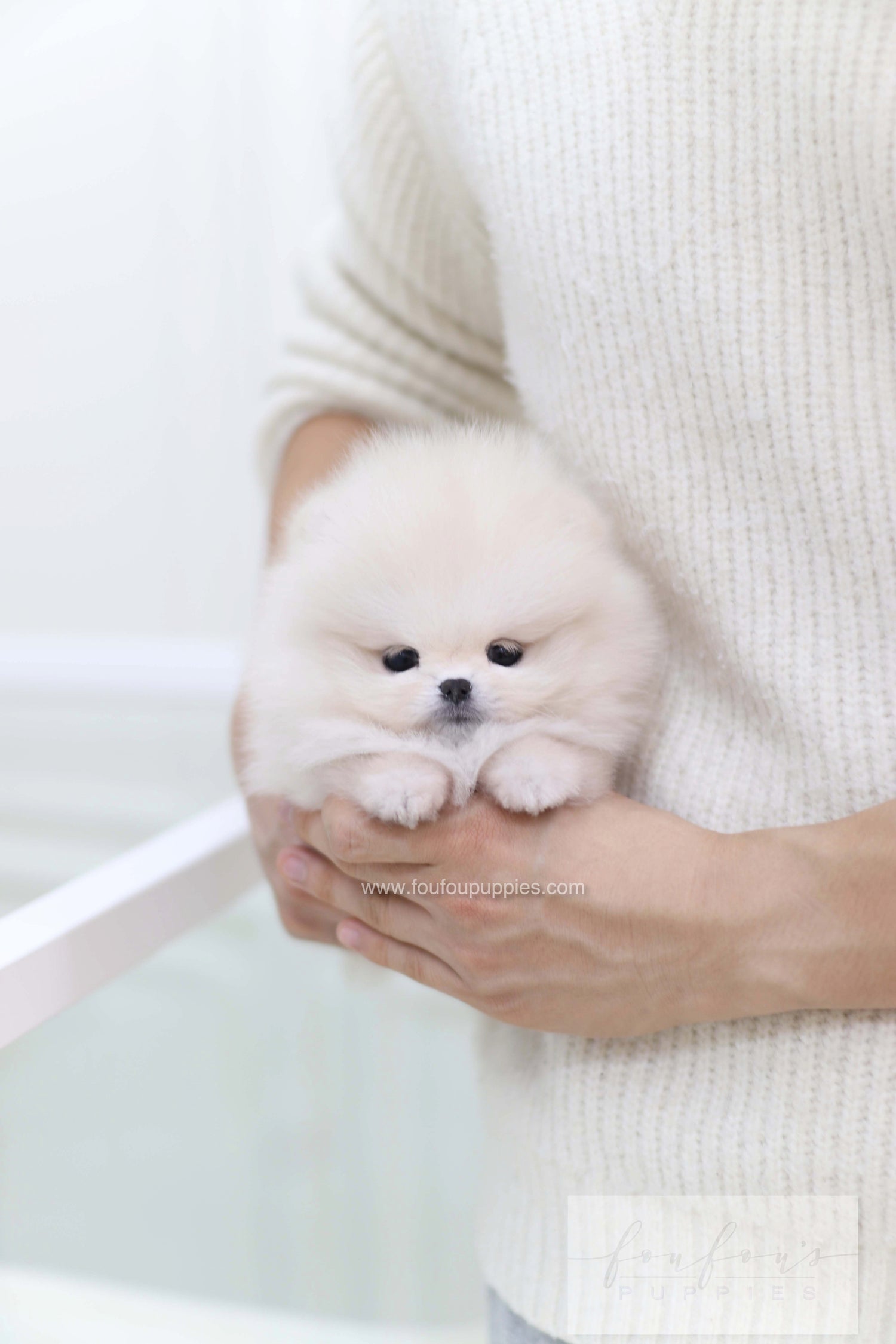 Honey - Pomeranian F.